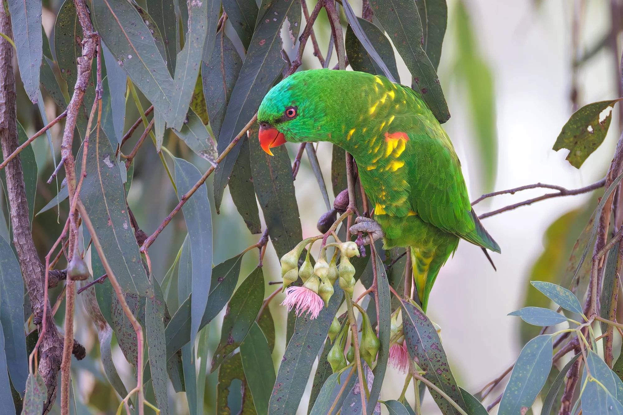 Scaly Breasted Lorikeet