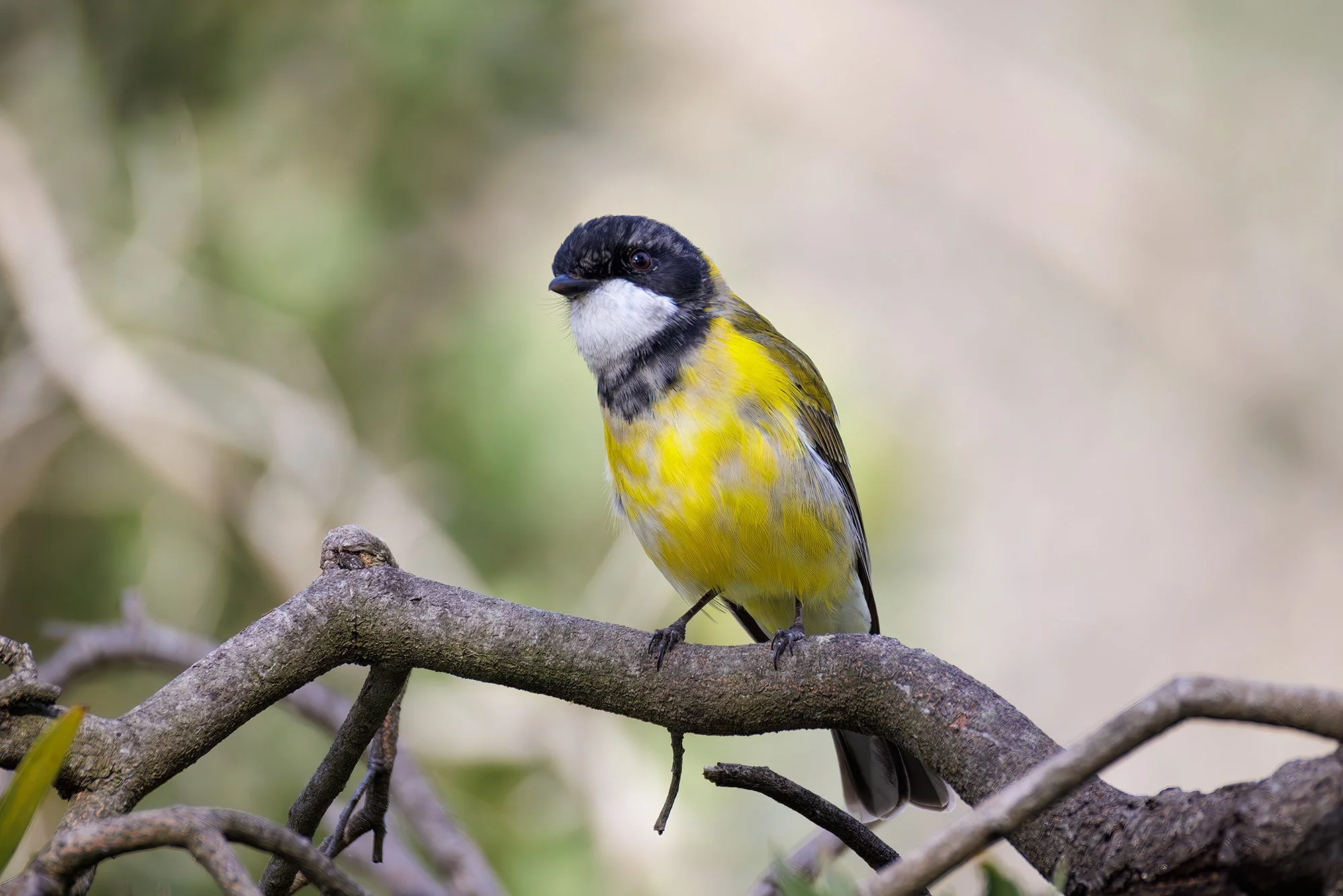 Golden Whistler