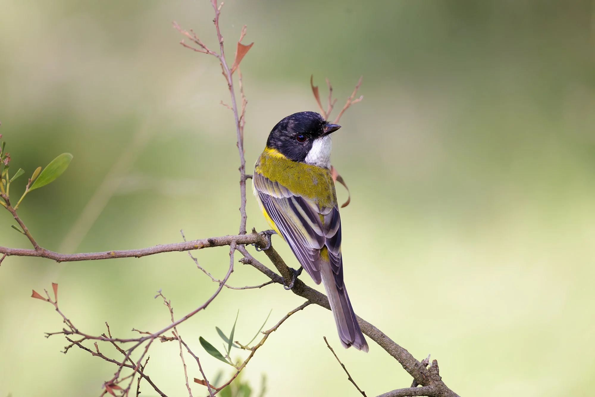 Golden Whistler