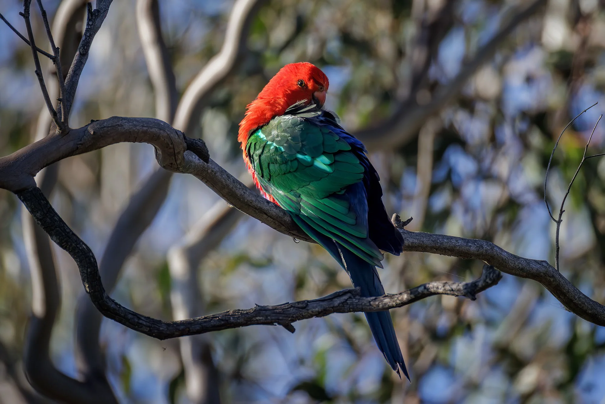 King Parrot