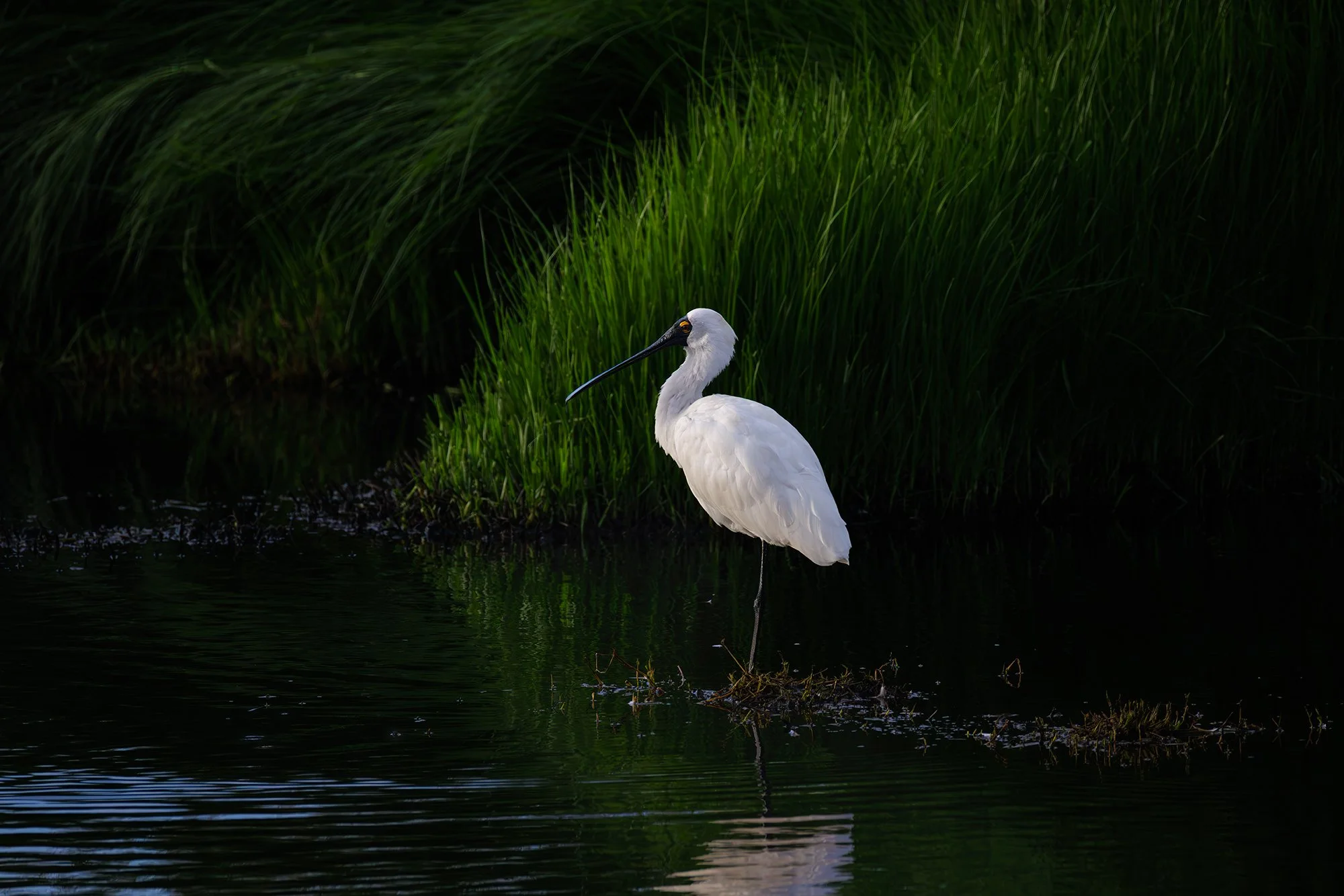 Royal Spoonbill