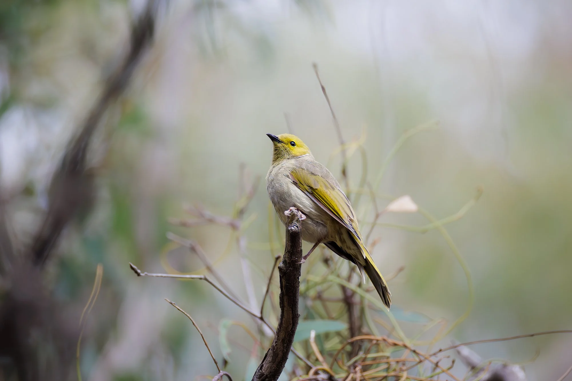 White Plumed Honeyeater