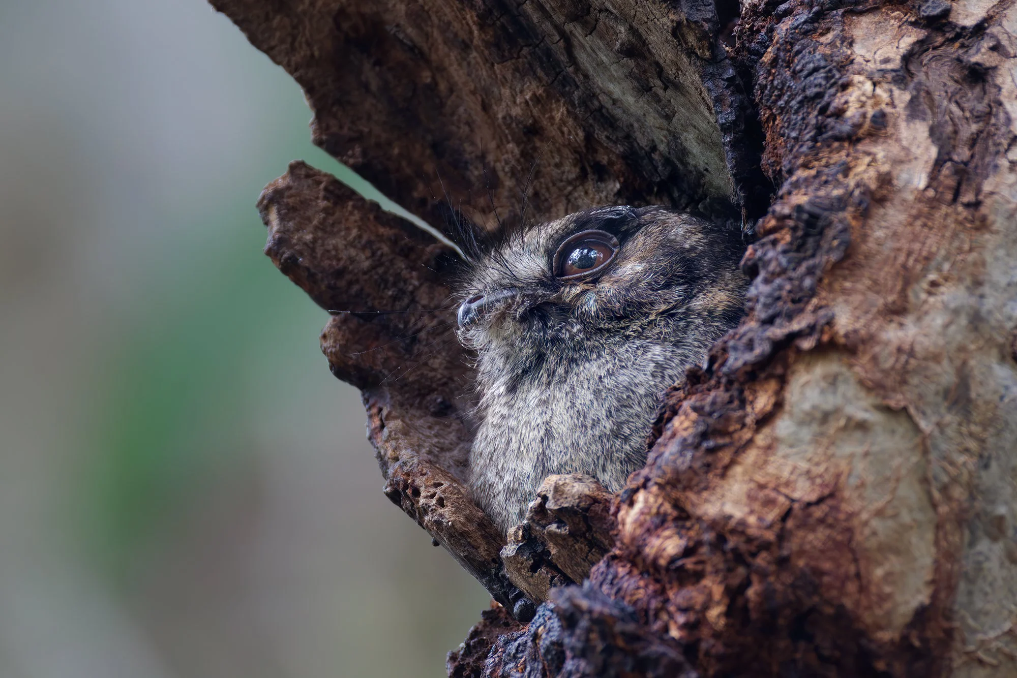 Owlet Nightjar