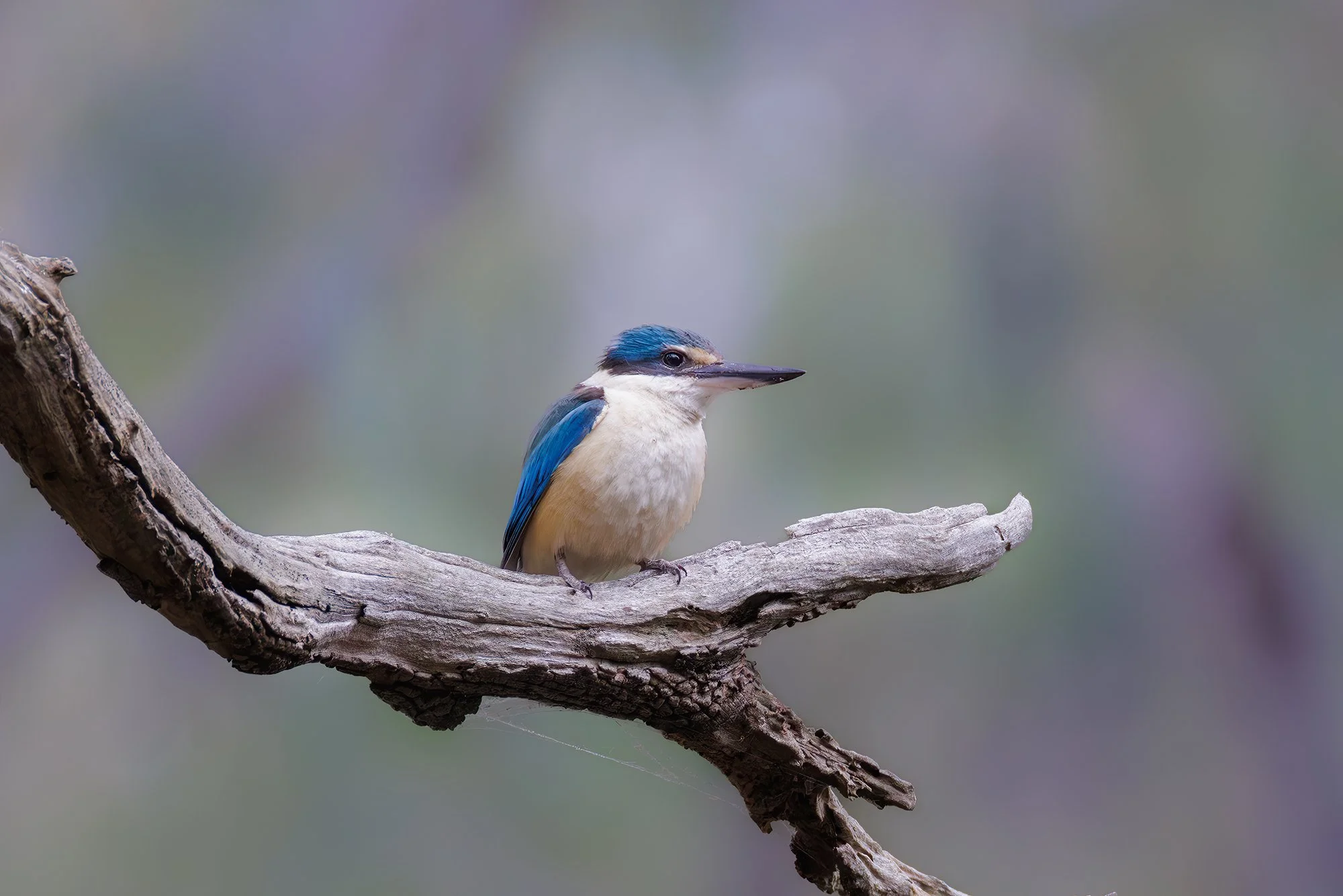 Scared Kingfisher