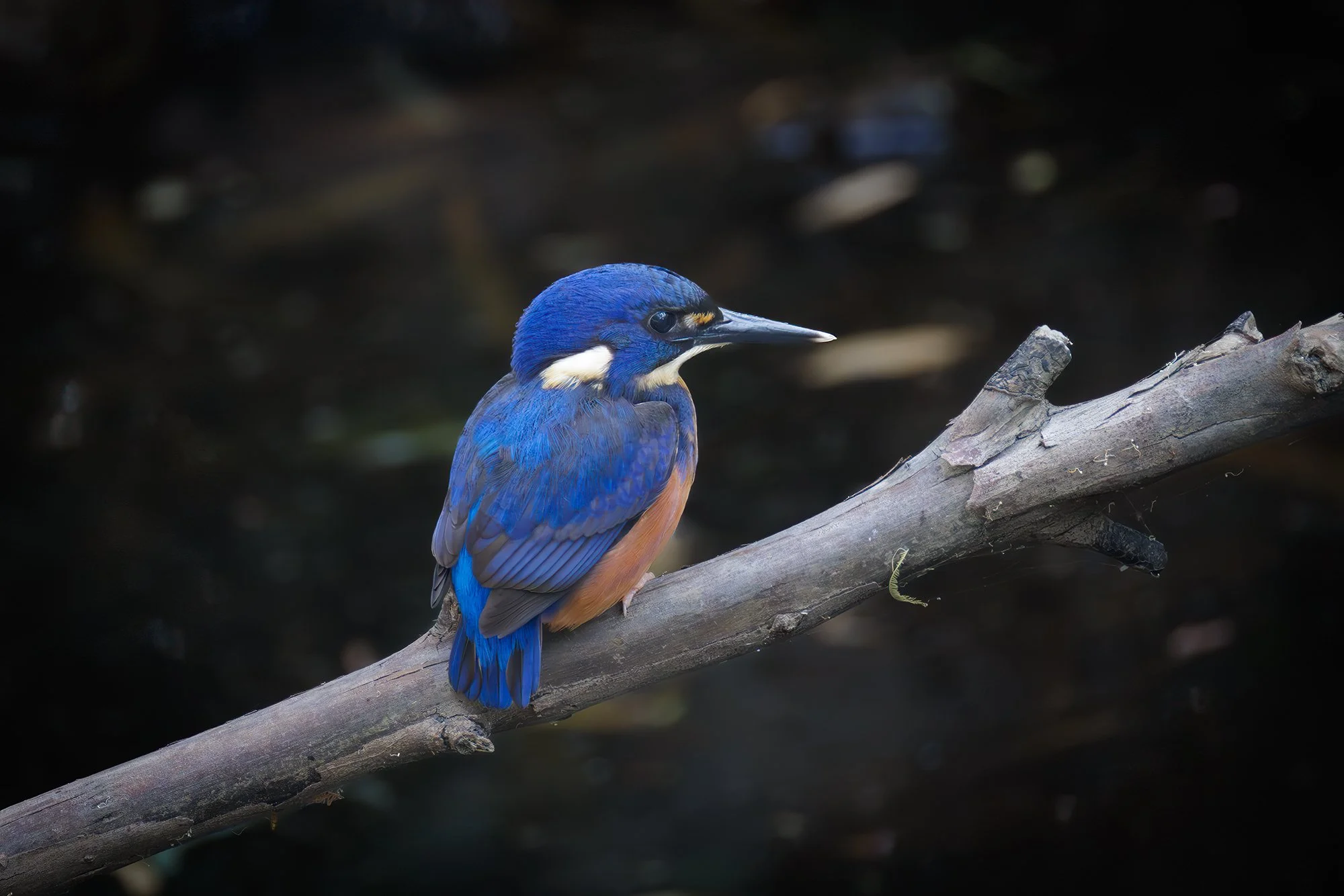 Azure Kingfisher