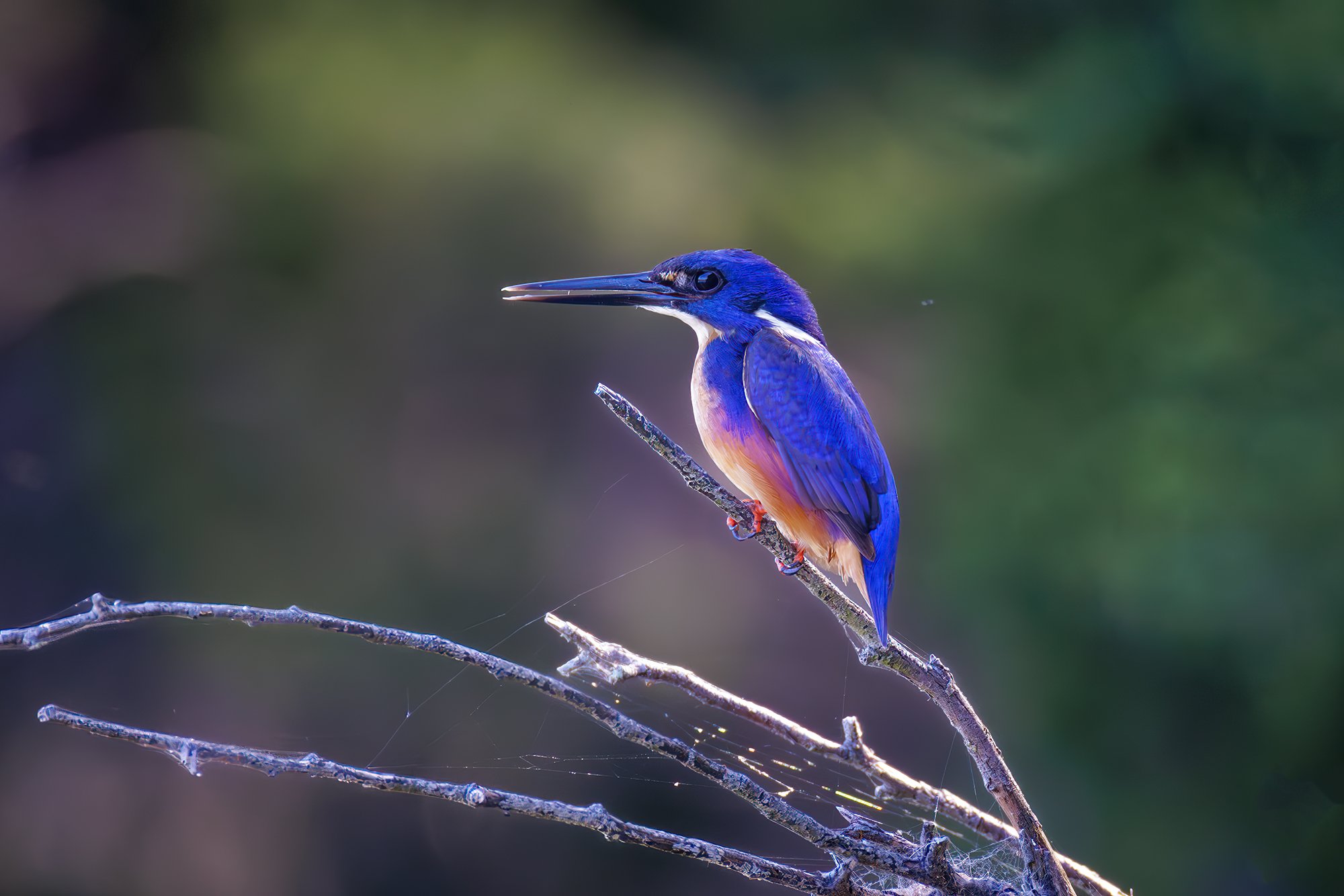 Azure Kingfisher
