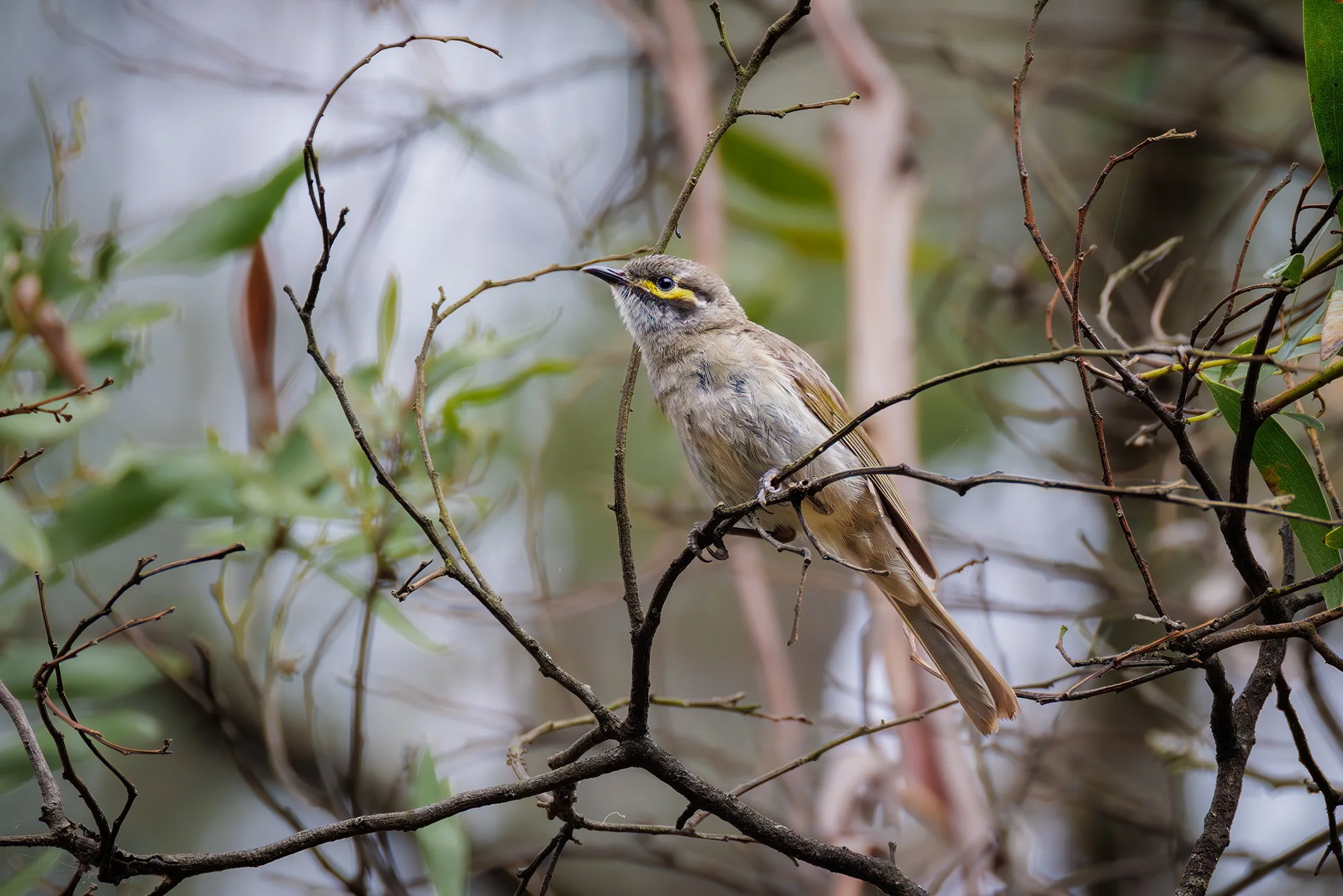 Yellow Faced Honeyeater