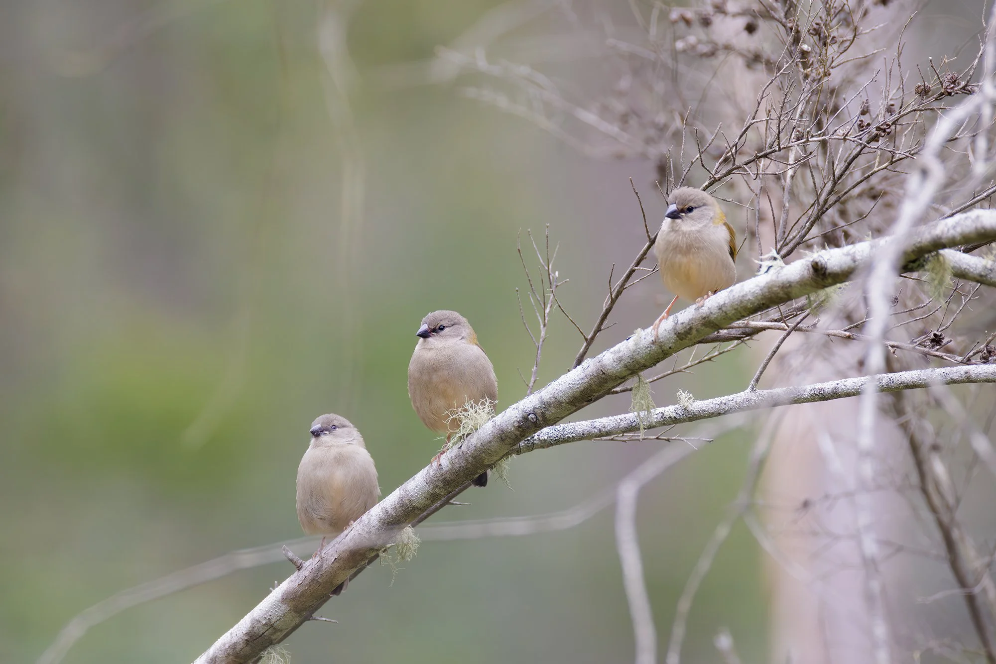 Red Browed Finches
