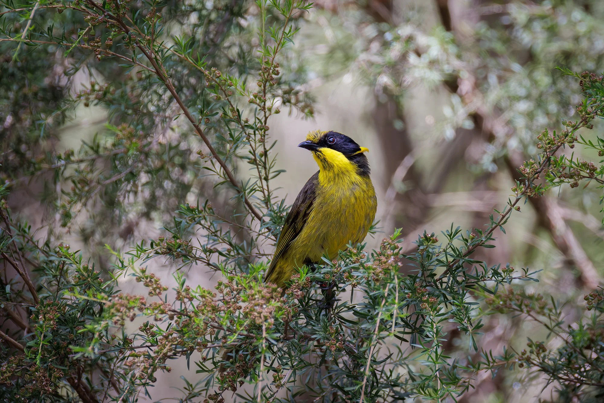 Helmeted Honeyeater