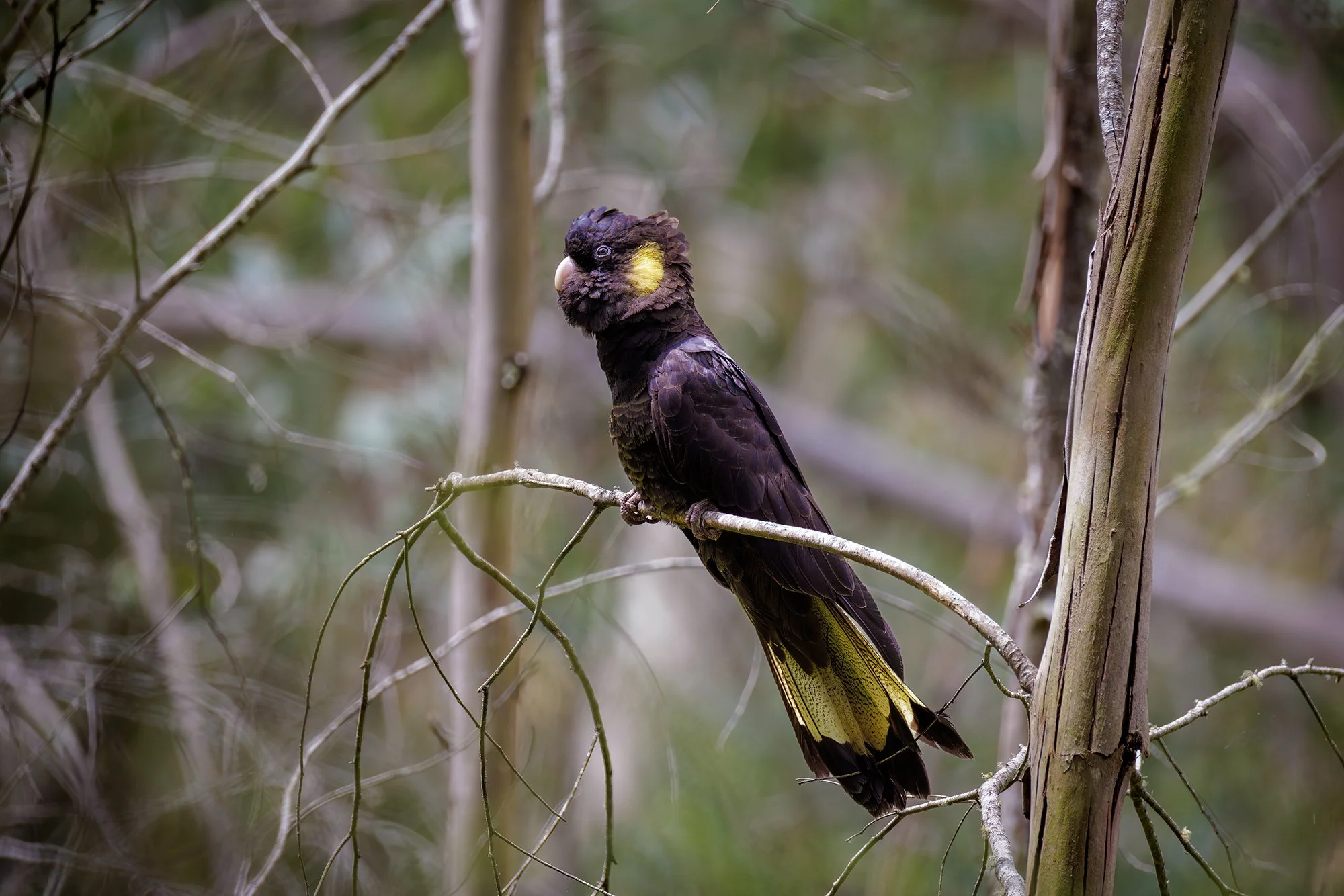 Yellow Tailed Black Cockatoo