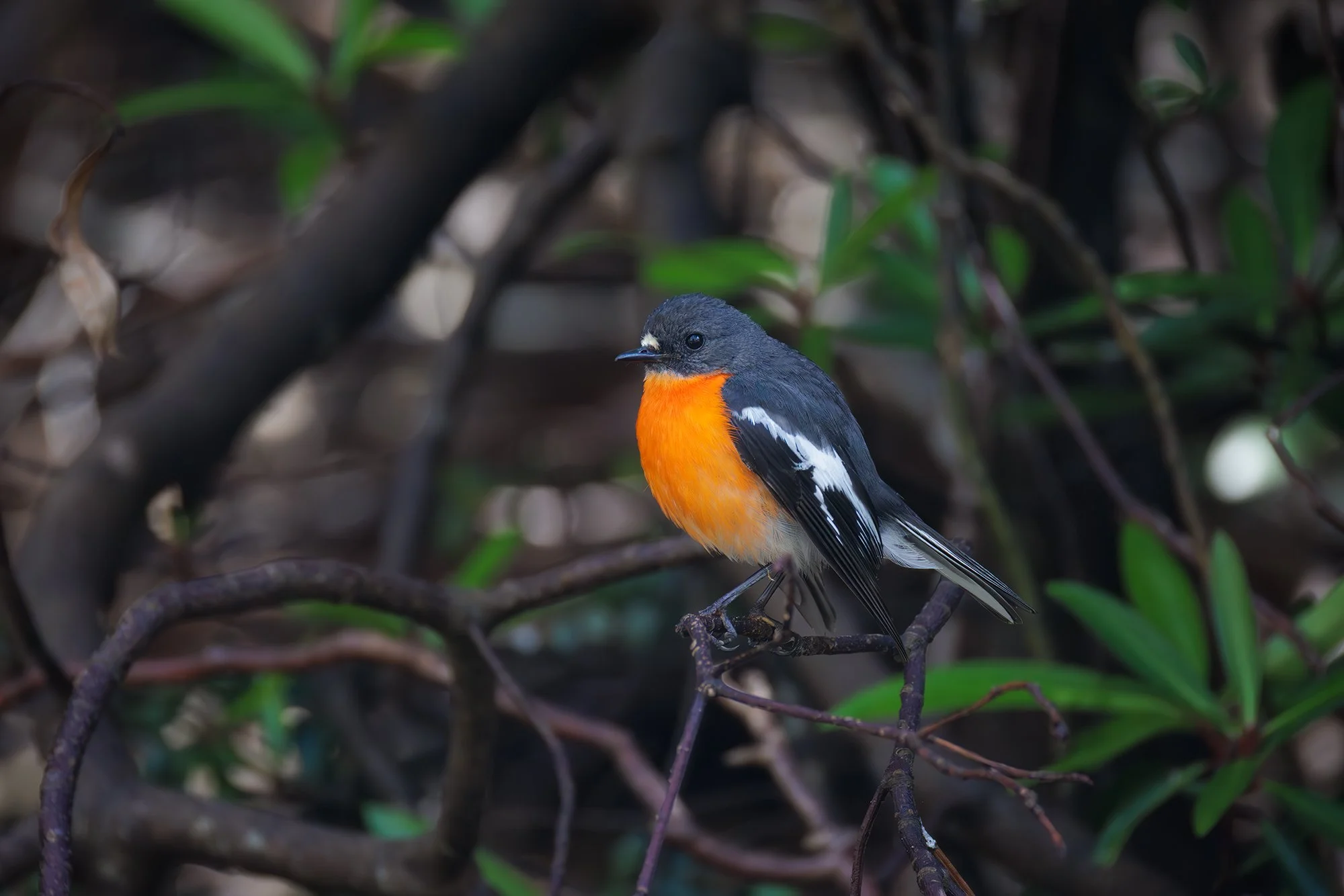 Flame Robin