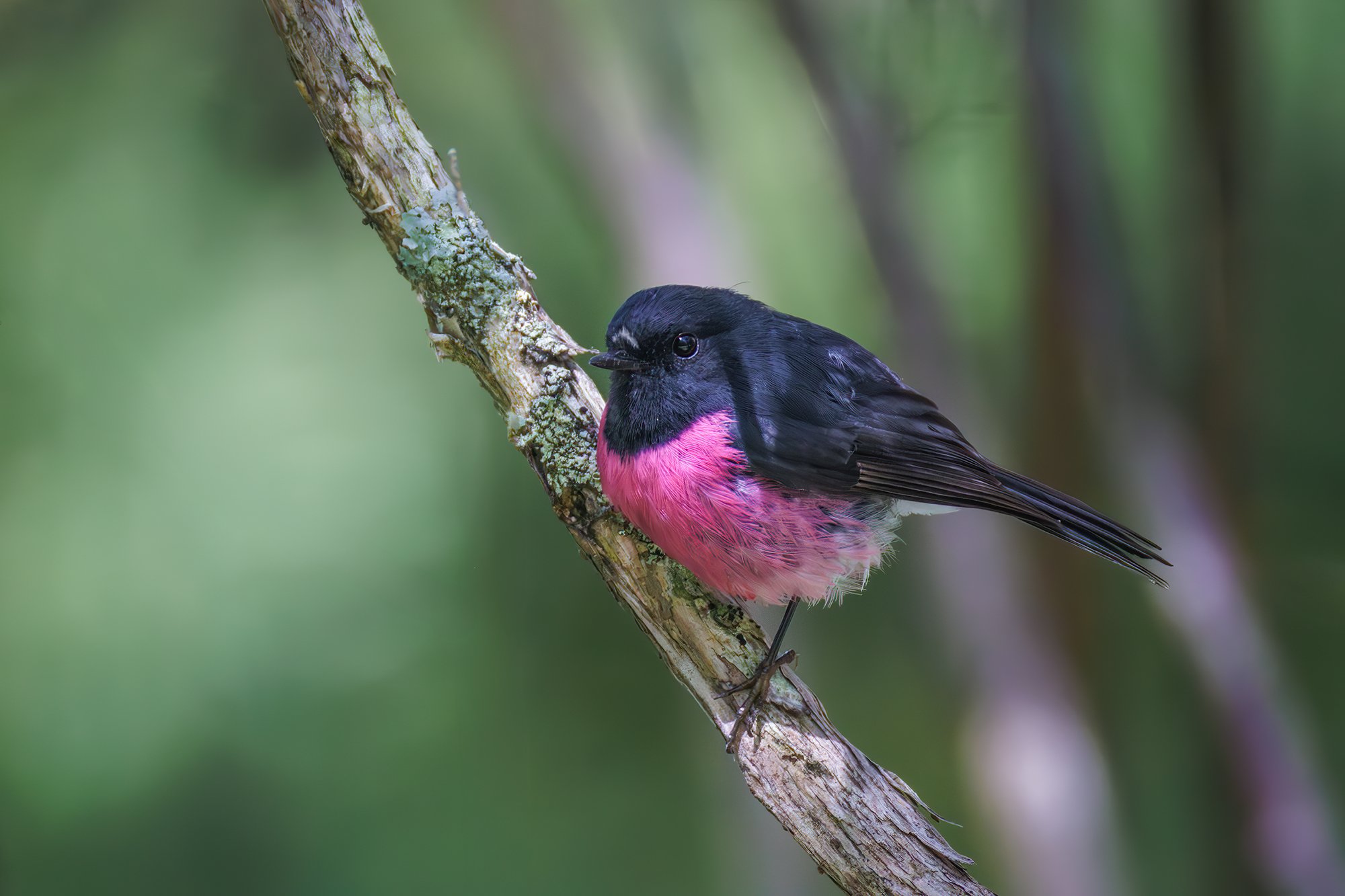 Pink Robin