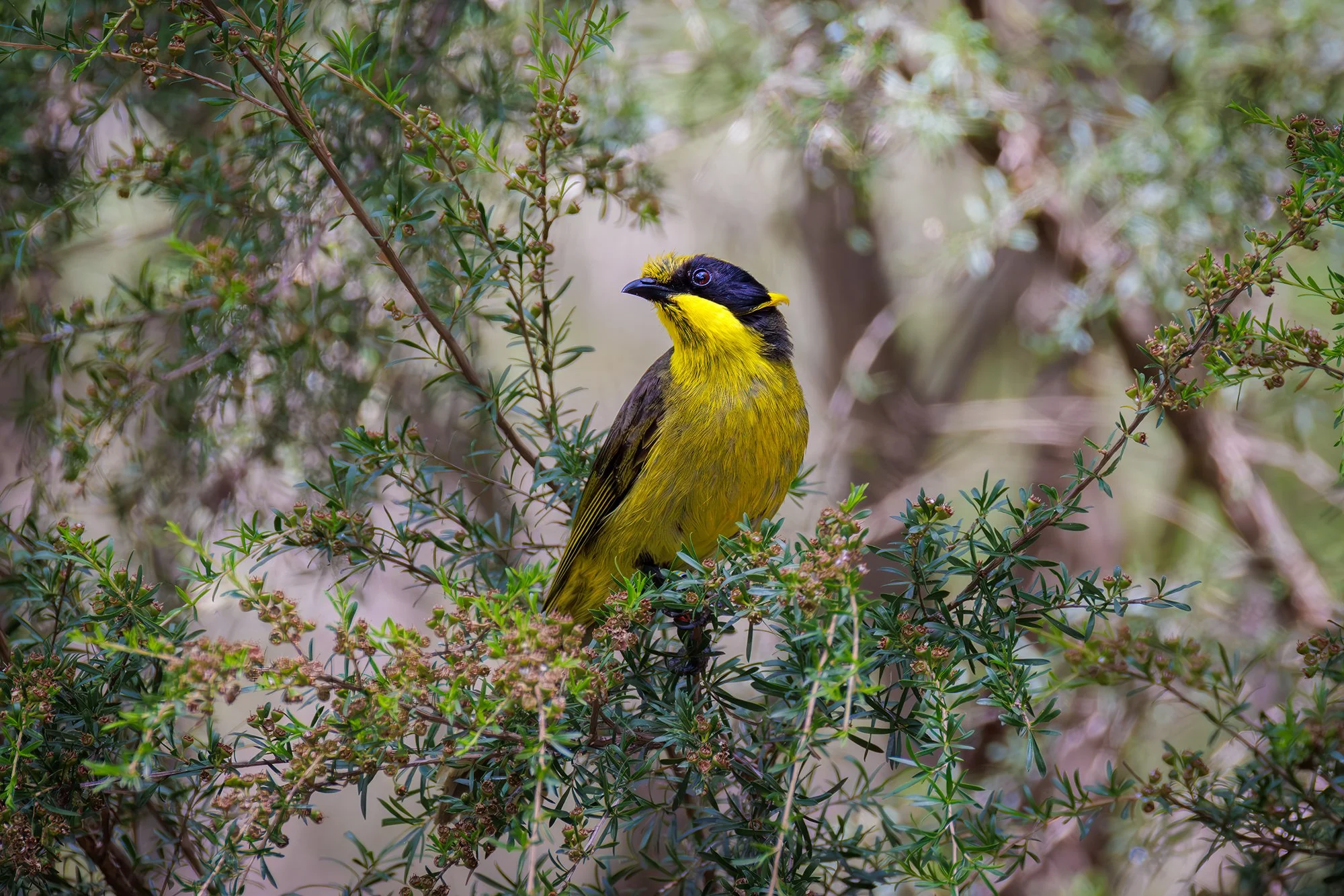 Helmeted Honeyeater