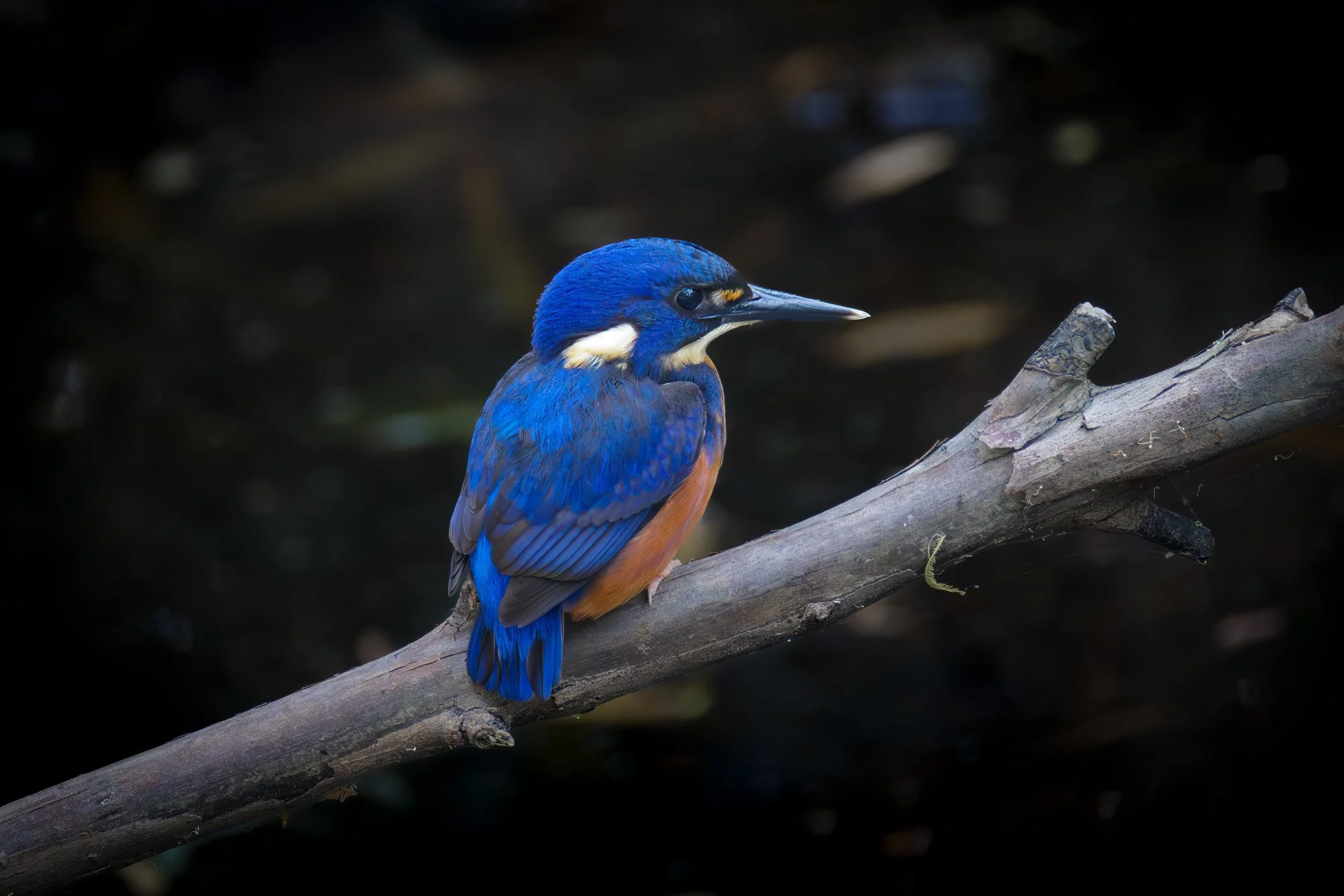 Azure Kingfisher