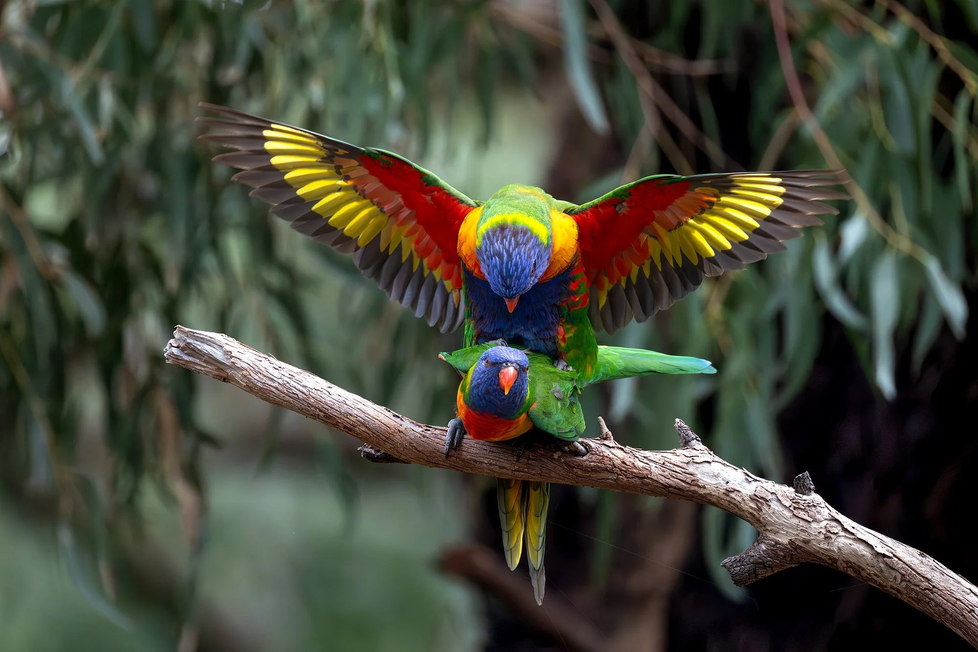 Rainbow Lorikeets