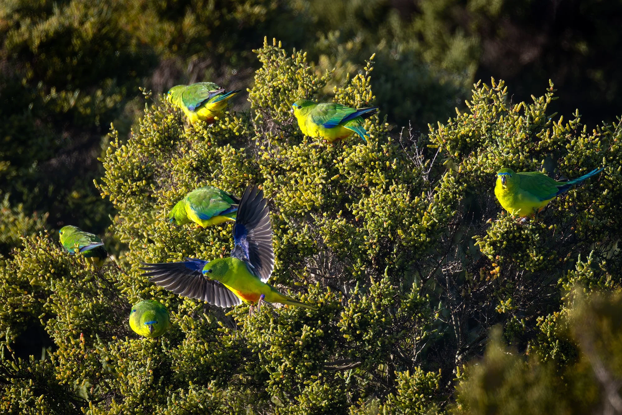 Orange Bellied Parrots