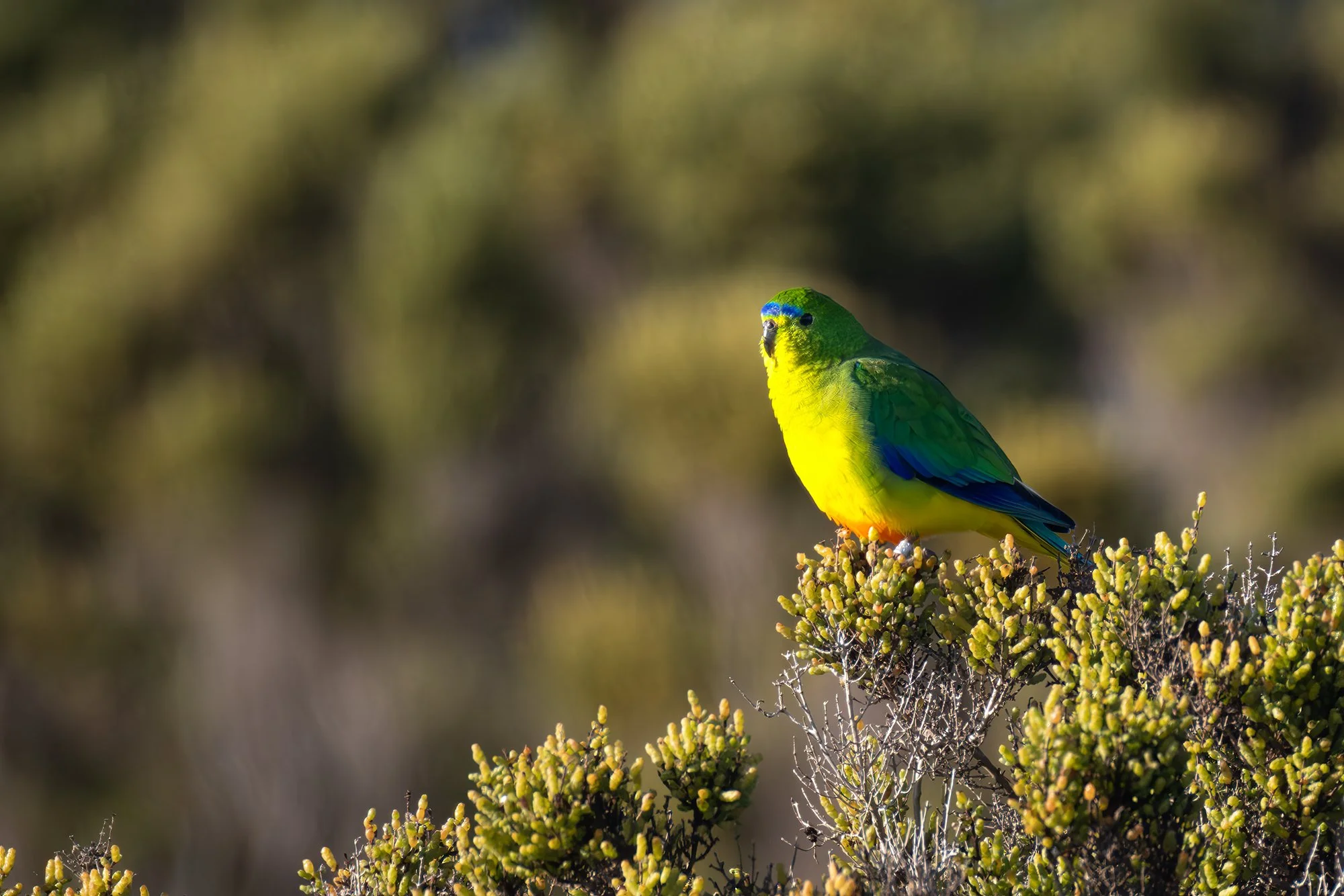 Orange Bellied Parrot