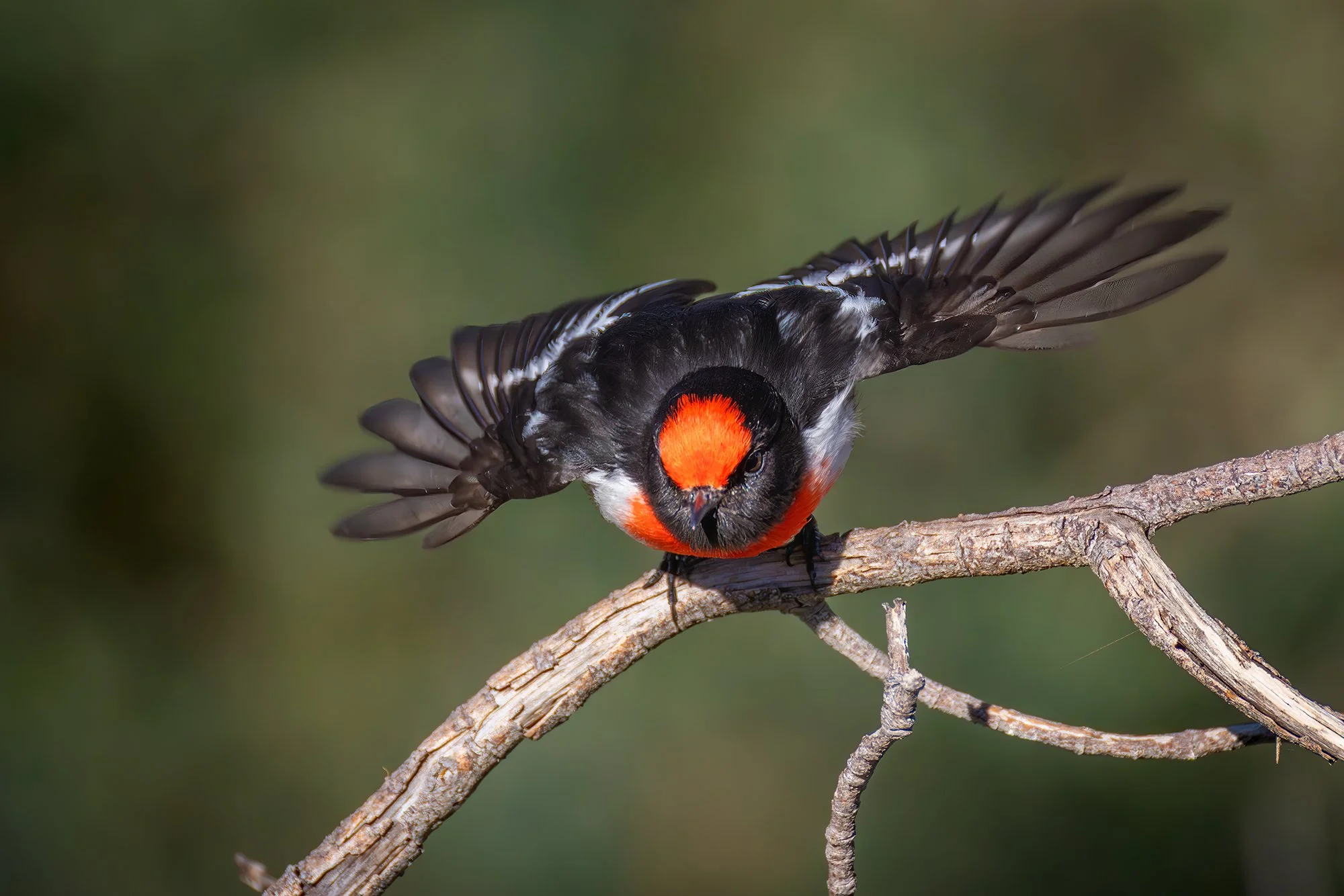 Red Capped Robin