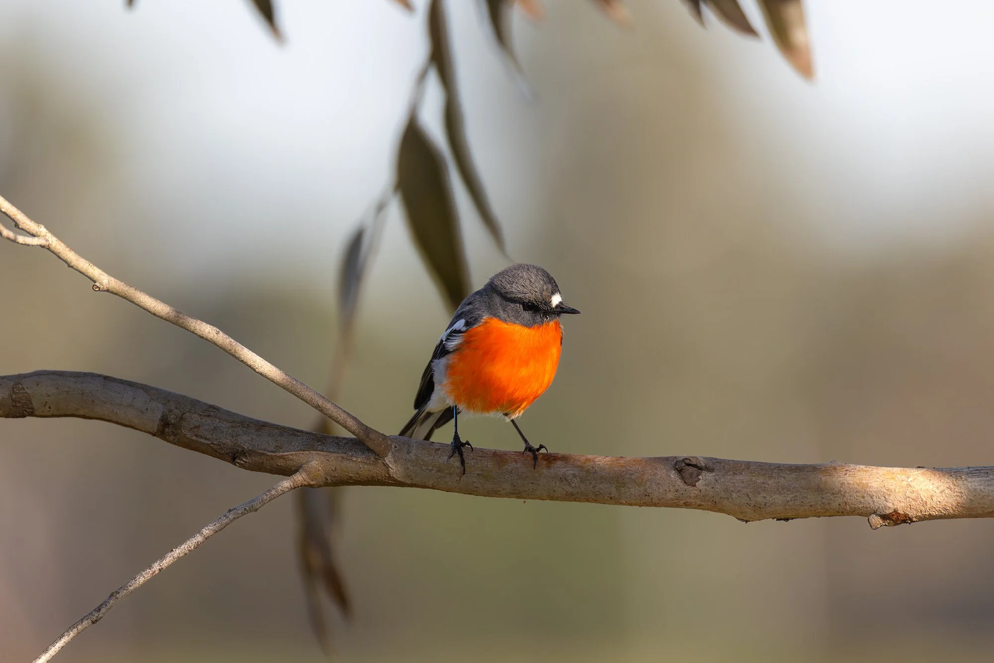 Flame Robin