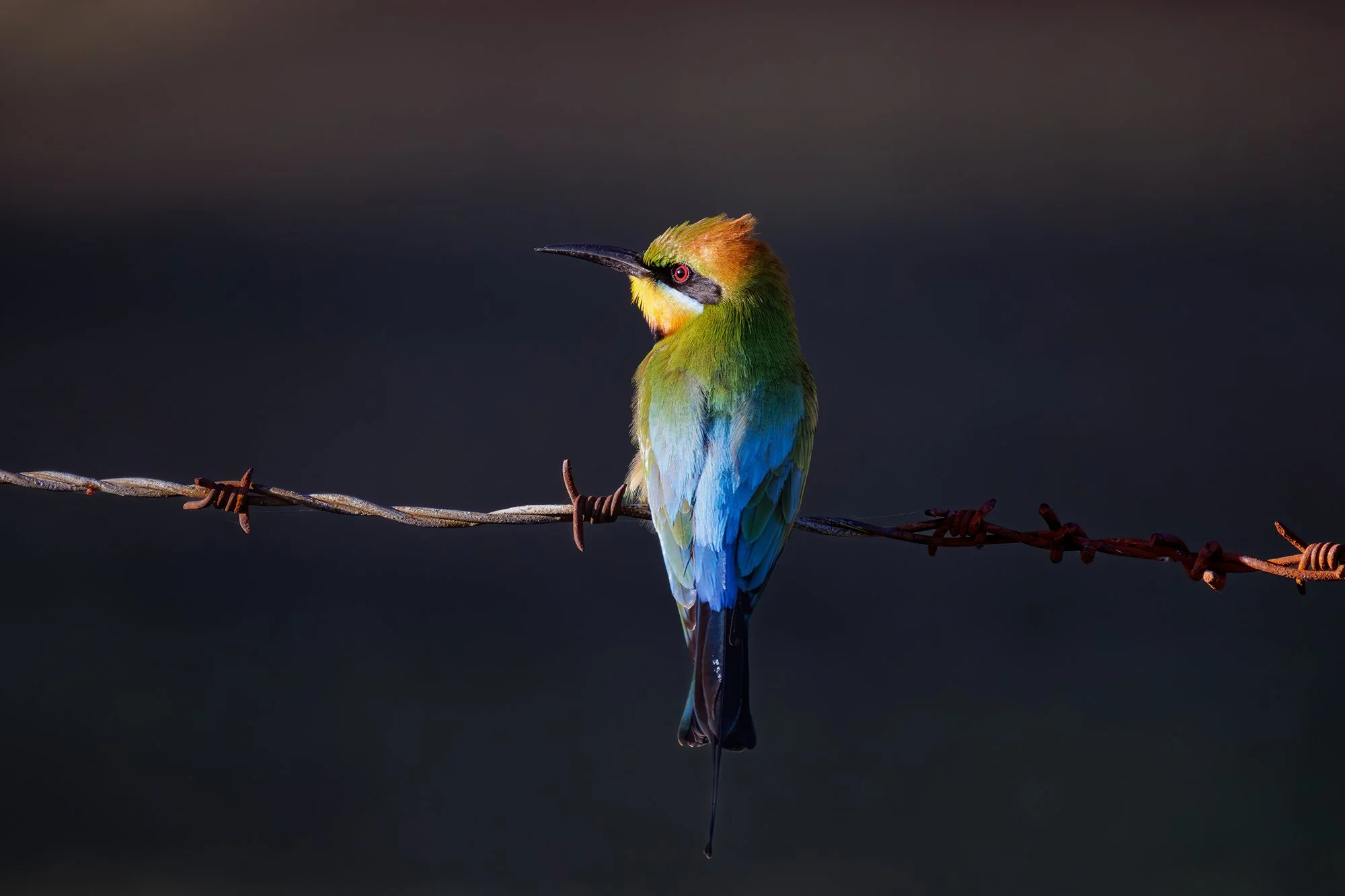 Rainbow Bee-Eater