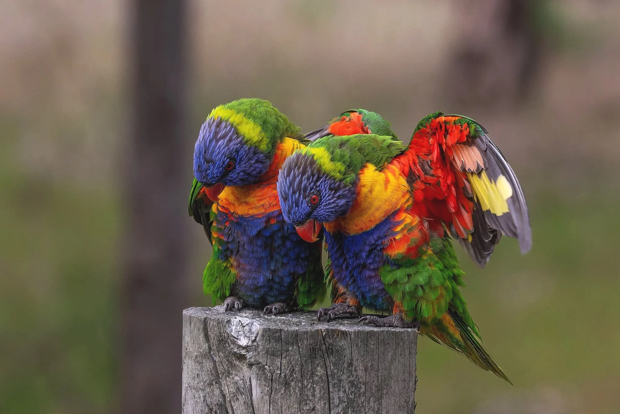 Rainbow Lorikeets