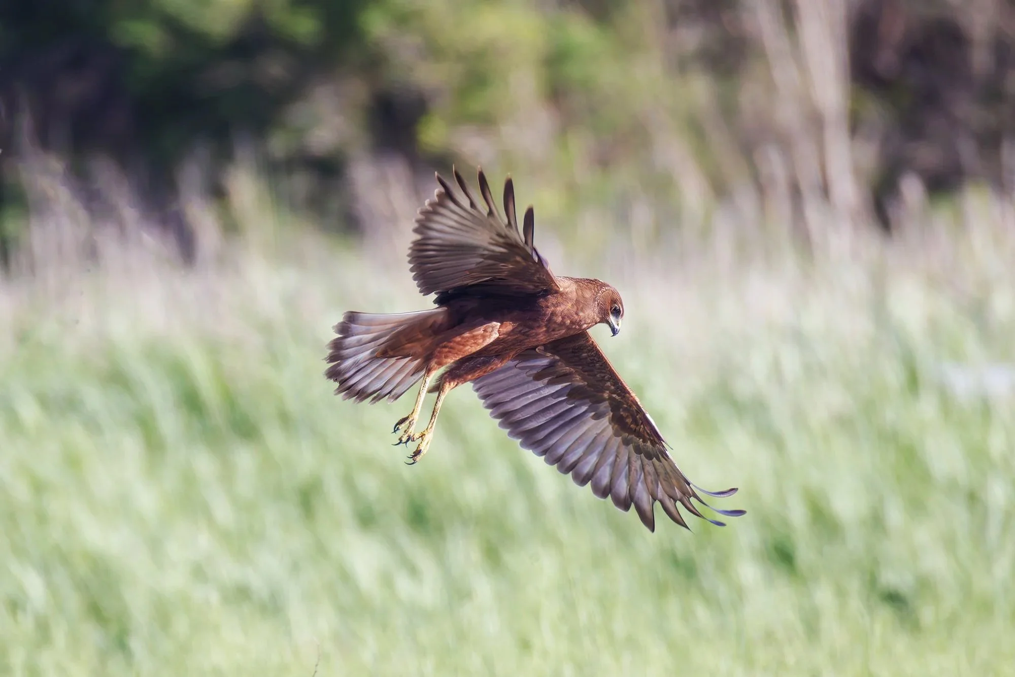 Swamp Harrier