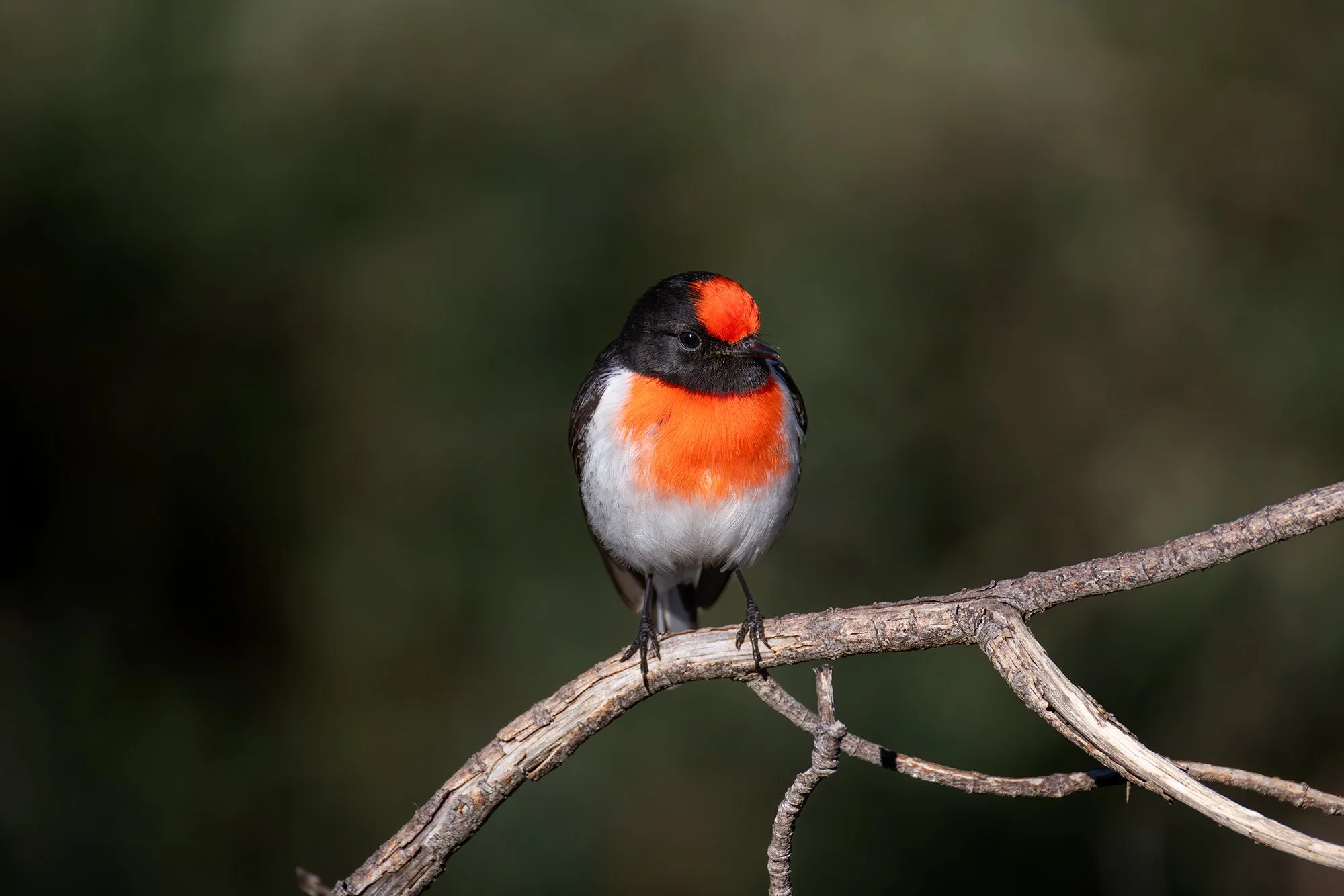 Red Capped Robin