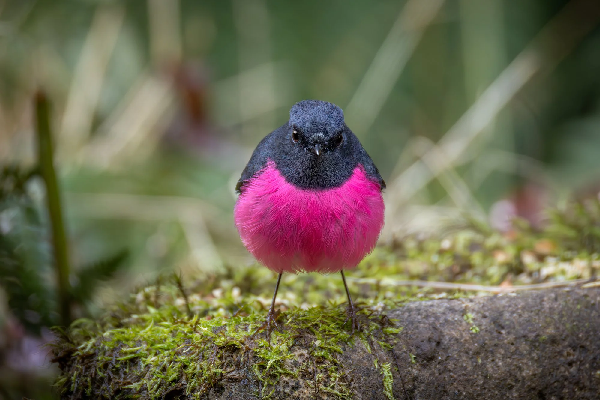 Pink Robin