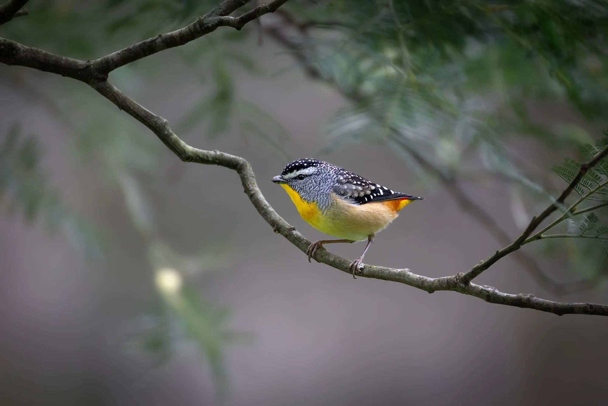 Spotted Pardalote