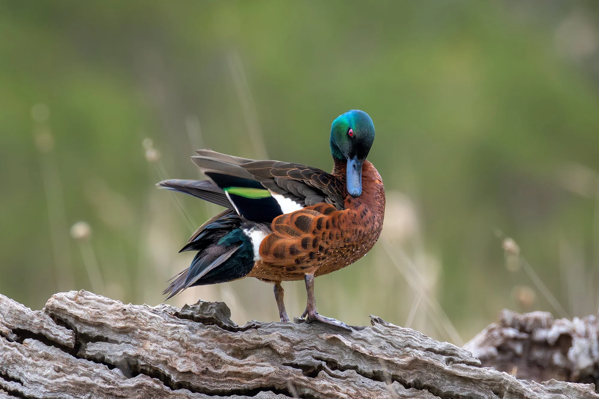 Chestnut Teal