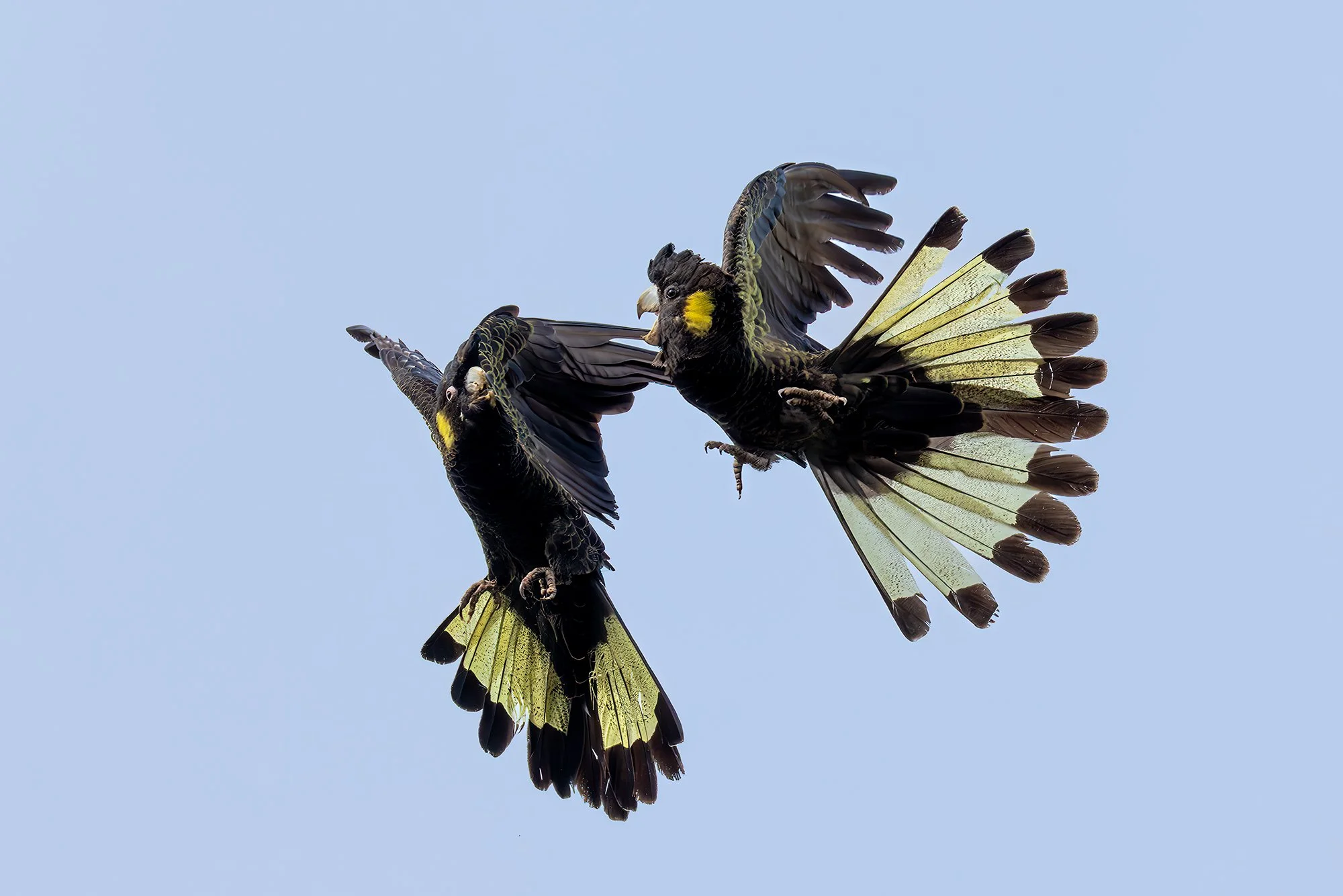 Yellow-Tailed Black Cockatoos