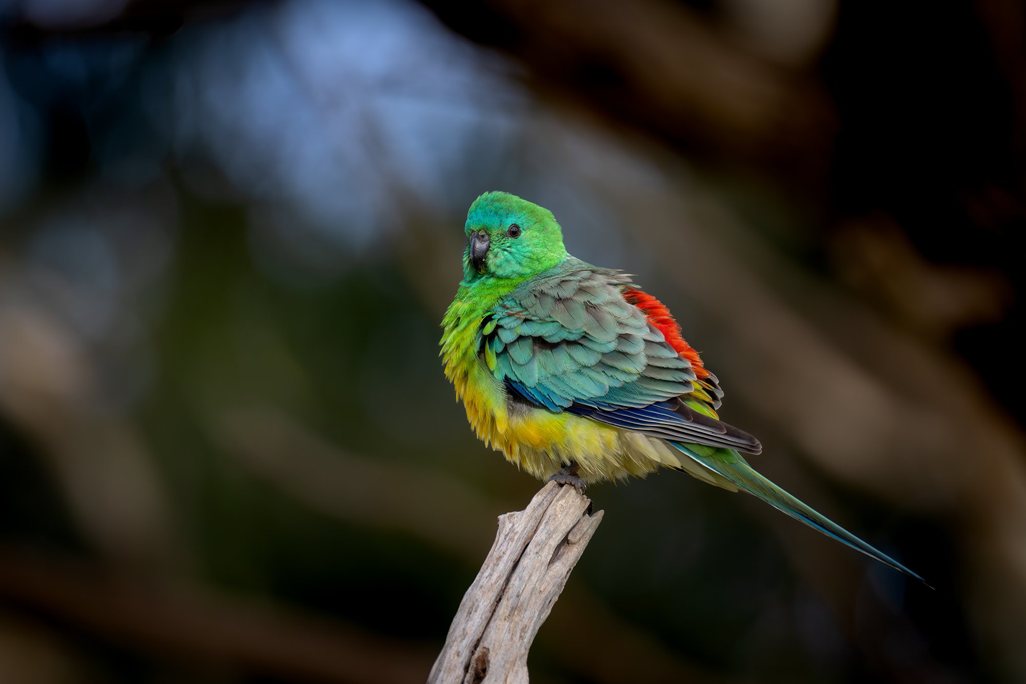 Red Rumped Parrot