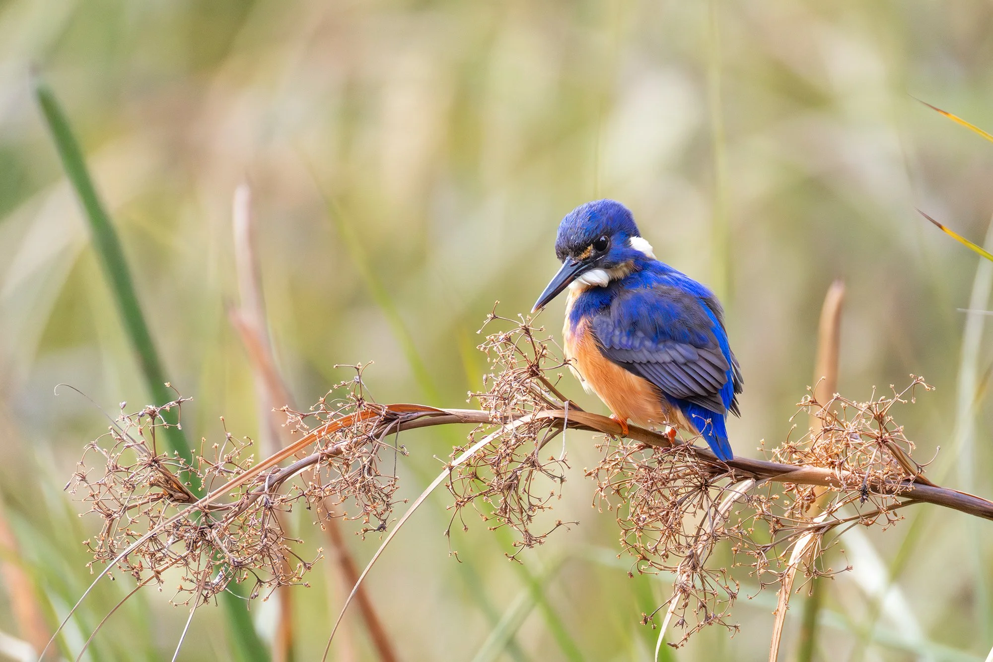 Azure Kingfisher