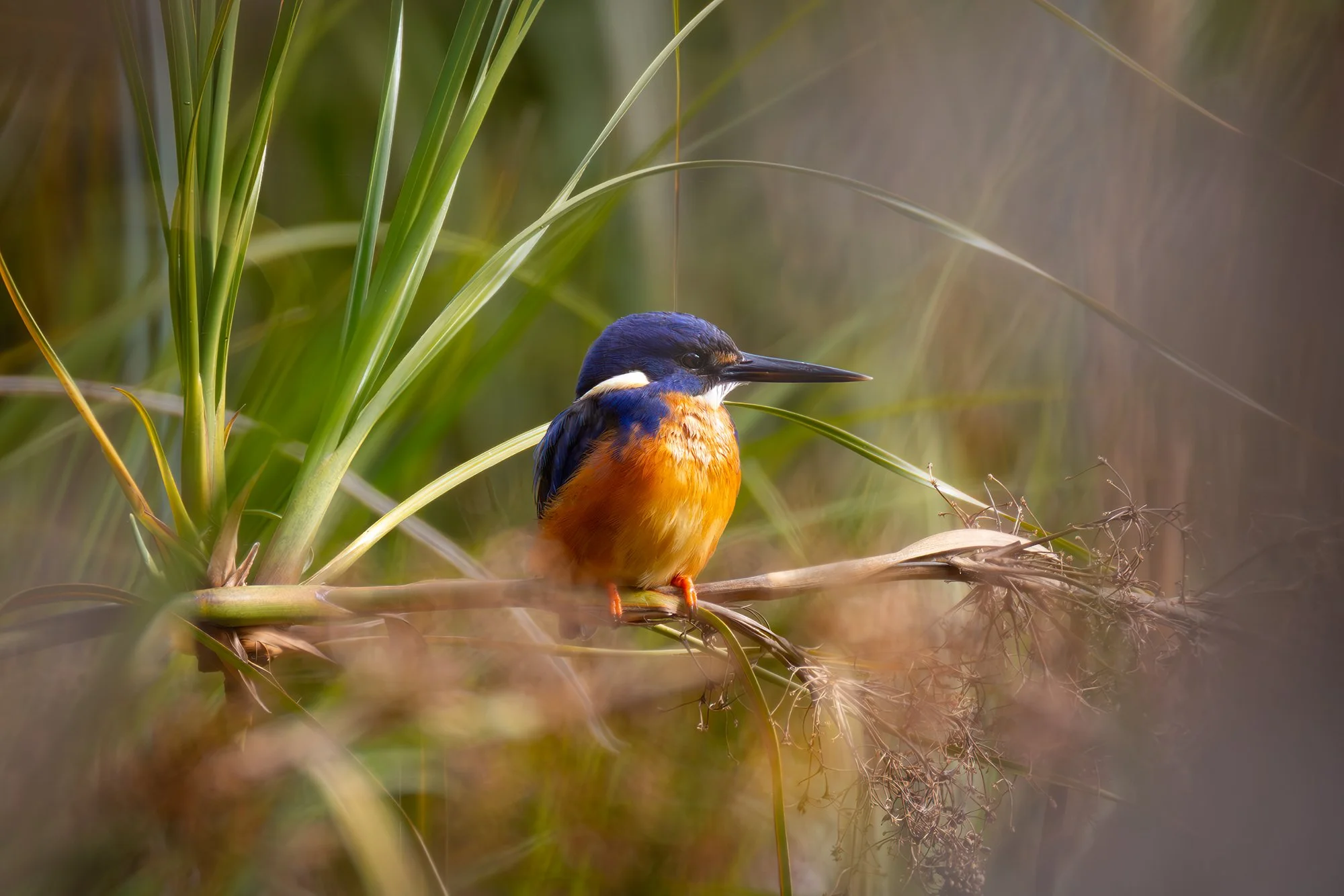 Azure Kingfisher