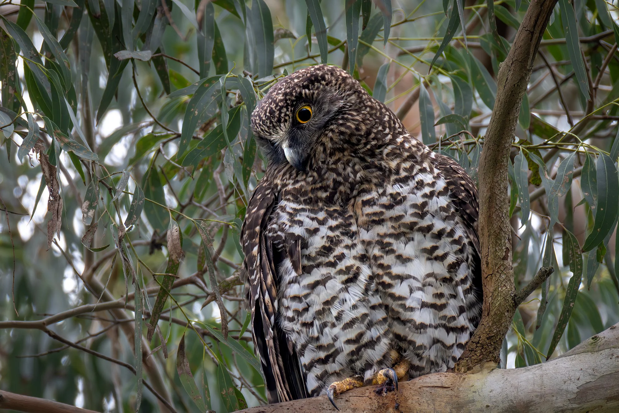 Powerful Owl