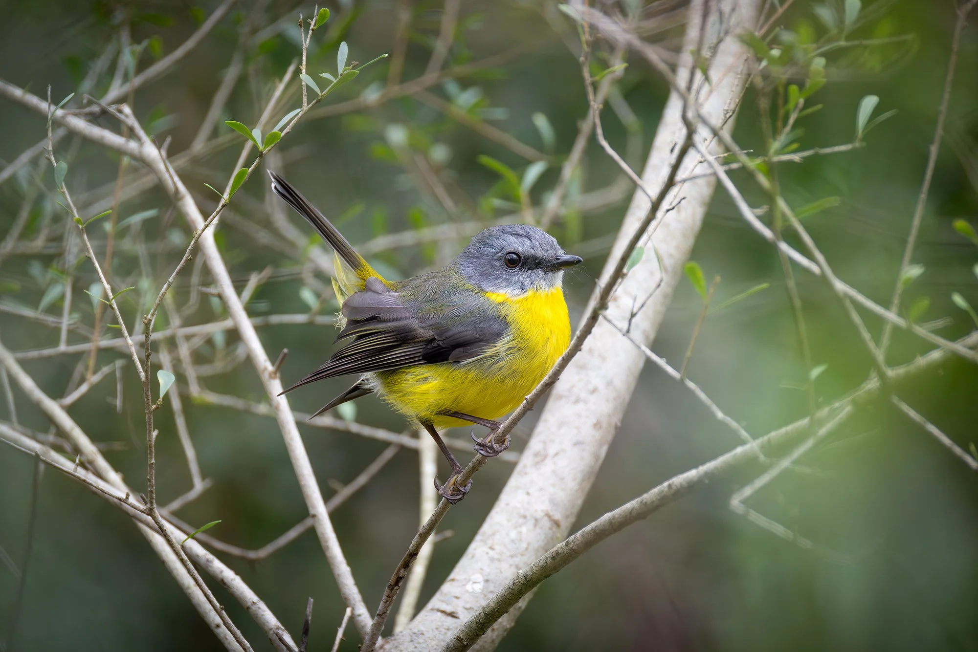Eastern Yellow Robin
