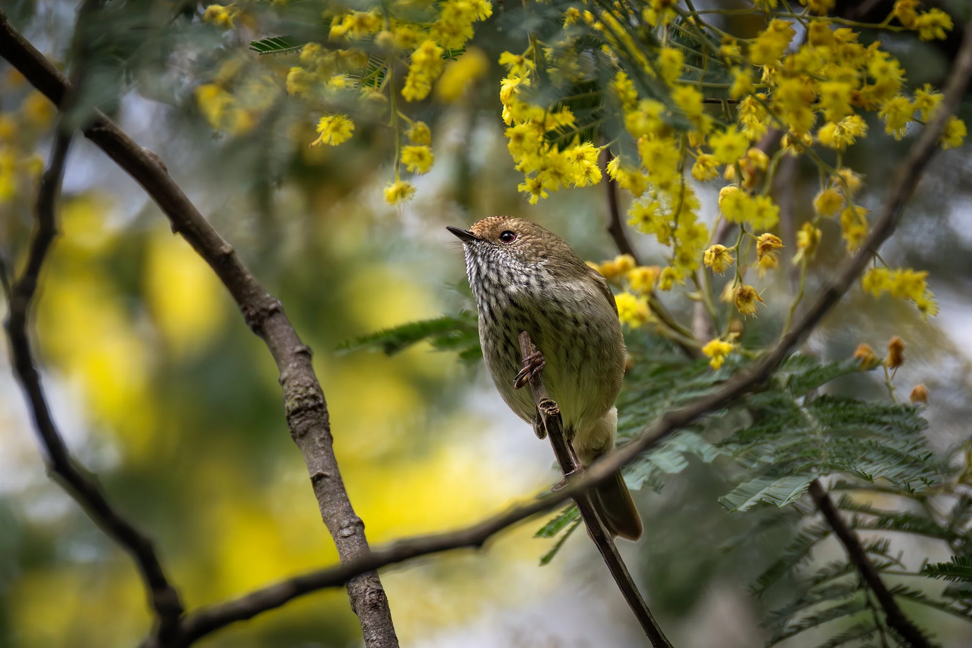 Brown Hornbill