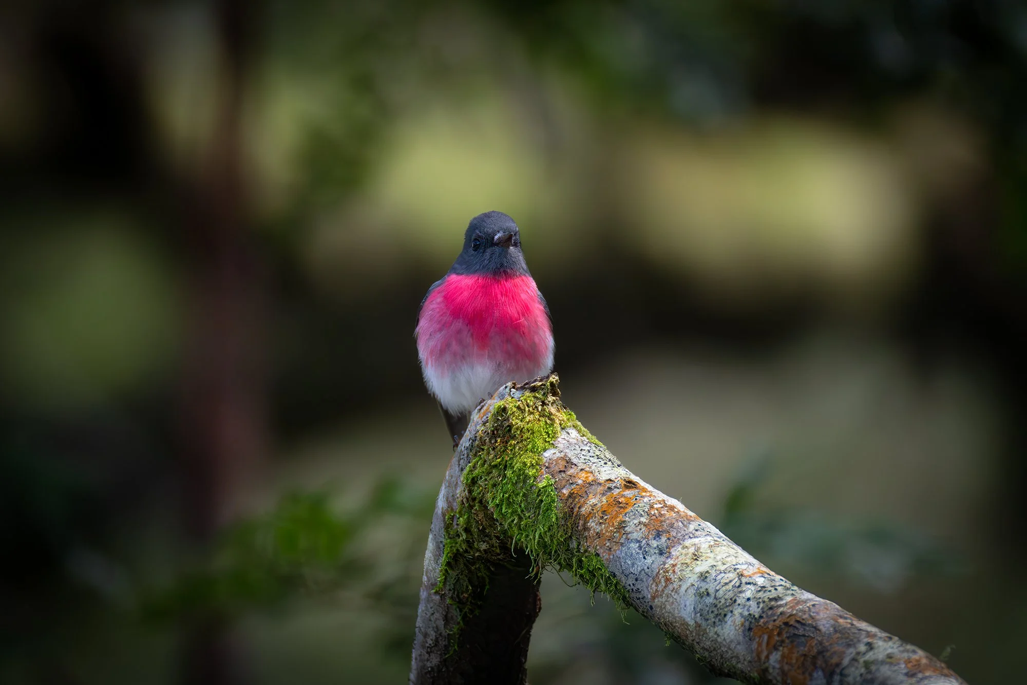 Rose Robin