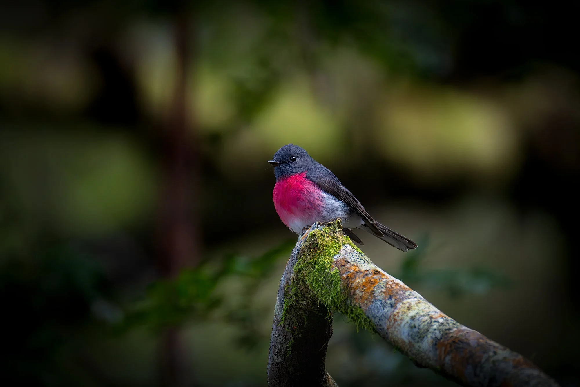Rose Robin