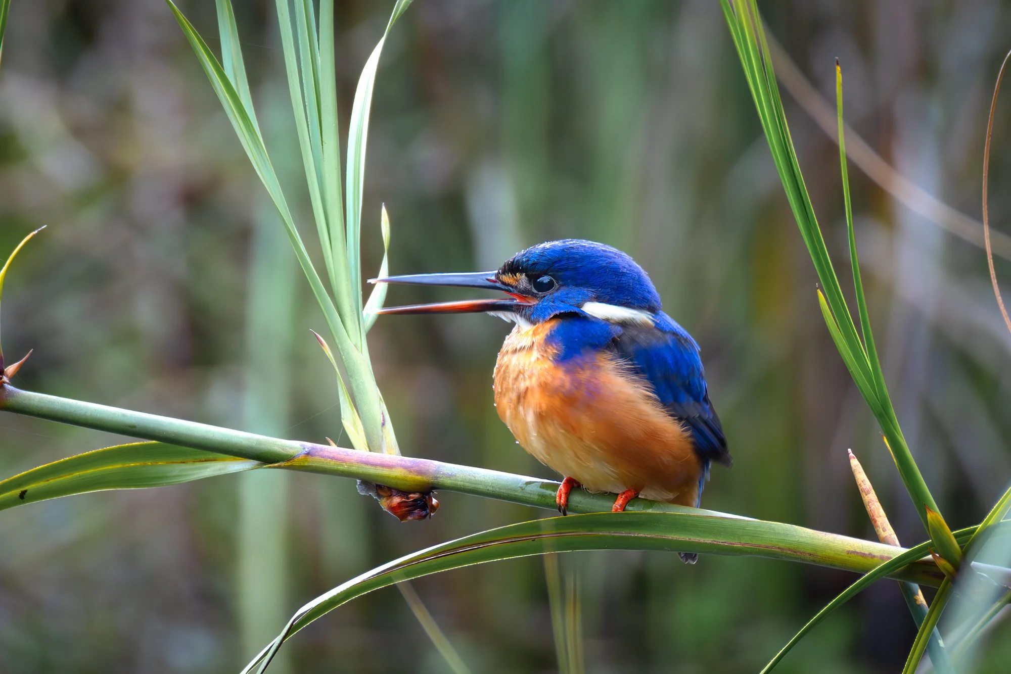 Azure Kingfisher