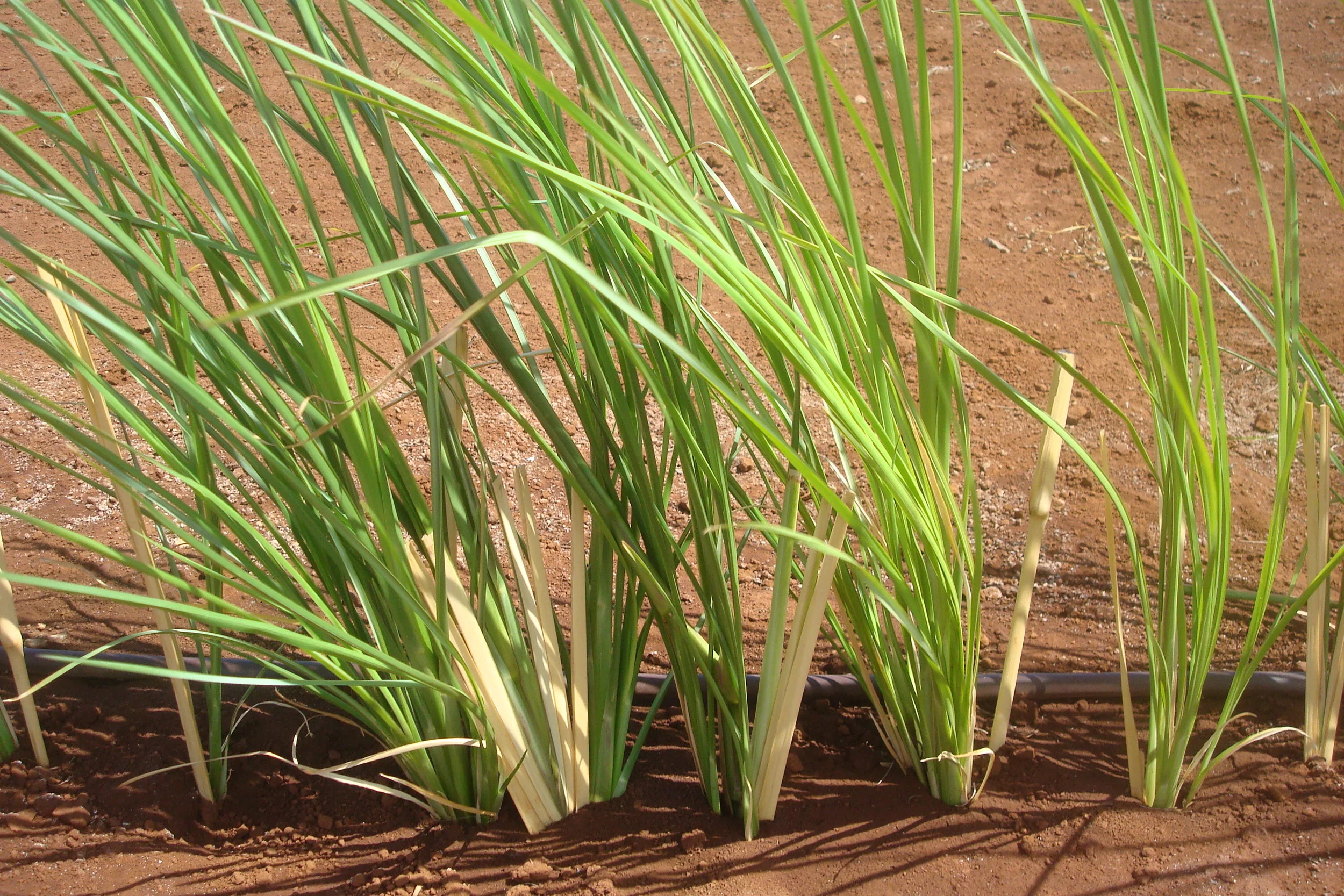 Molokai Seed Company. (2018).&nbsp;Home - Molokai Seed Company. [online] Available at: https://www.molokaiseedcompany.com/&nbsp;