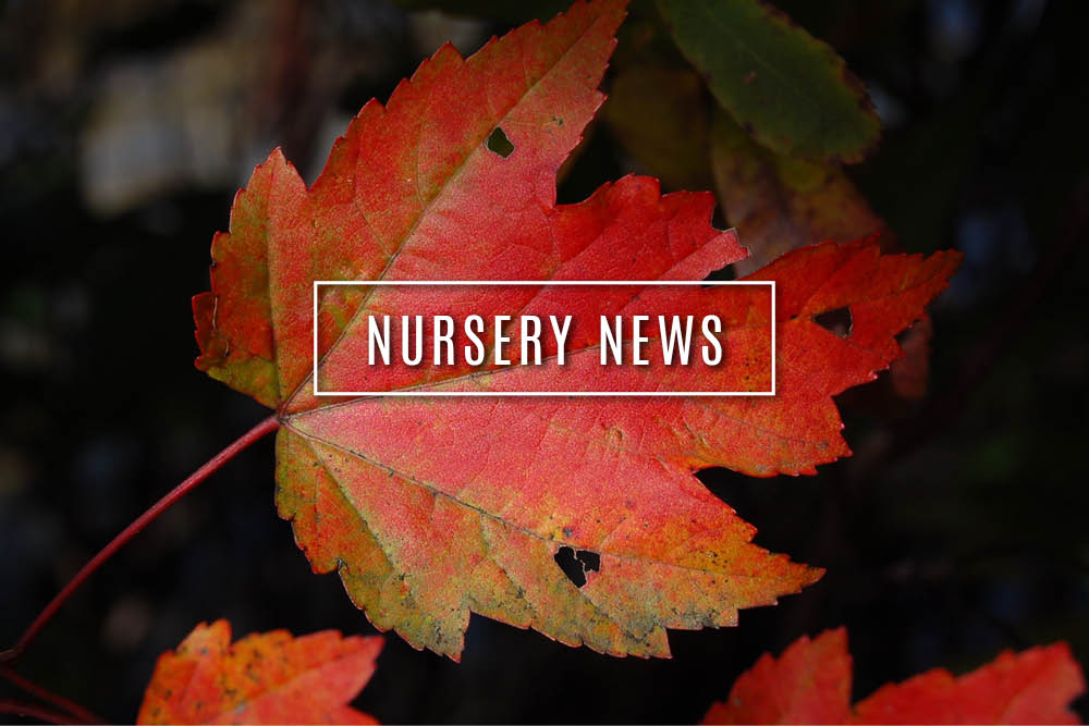 Nursery News : April 2017