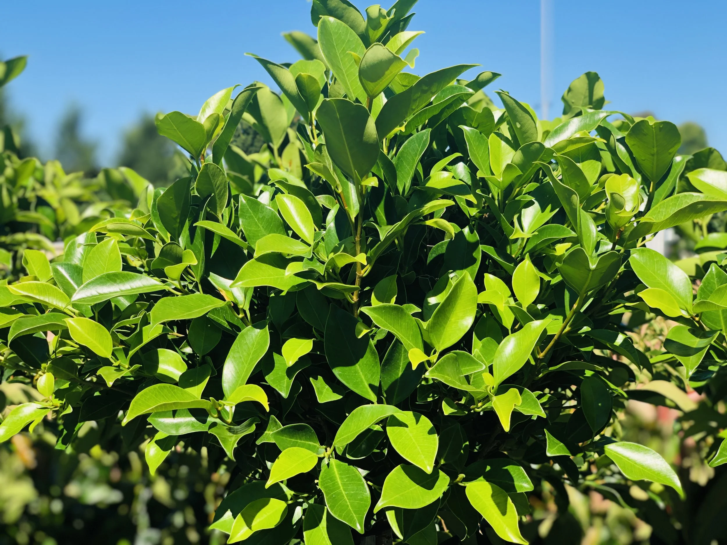 Native Plants & Trees — Amazon Plant Growers