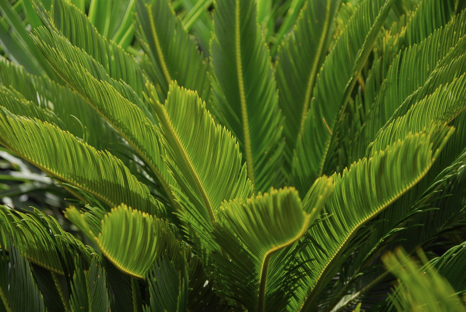 Cycads and Conifers