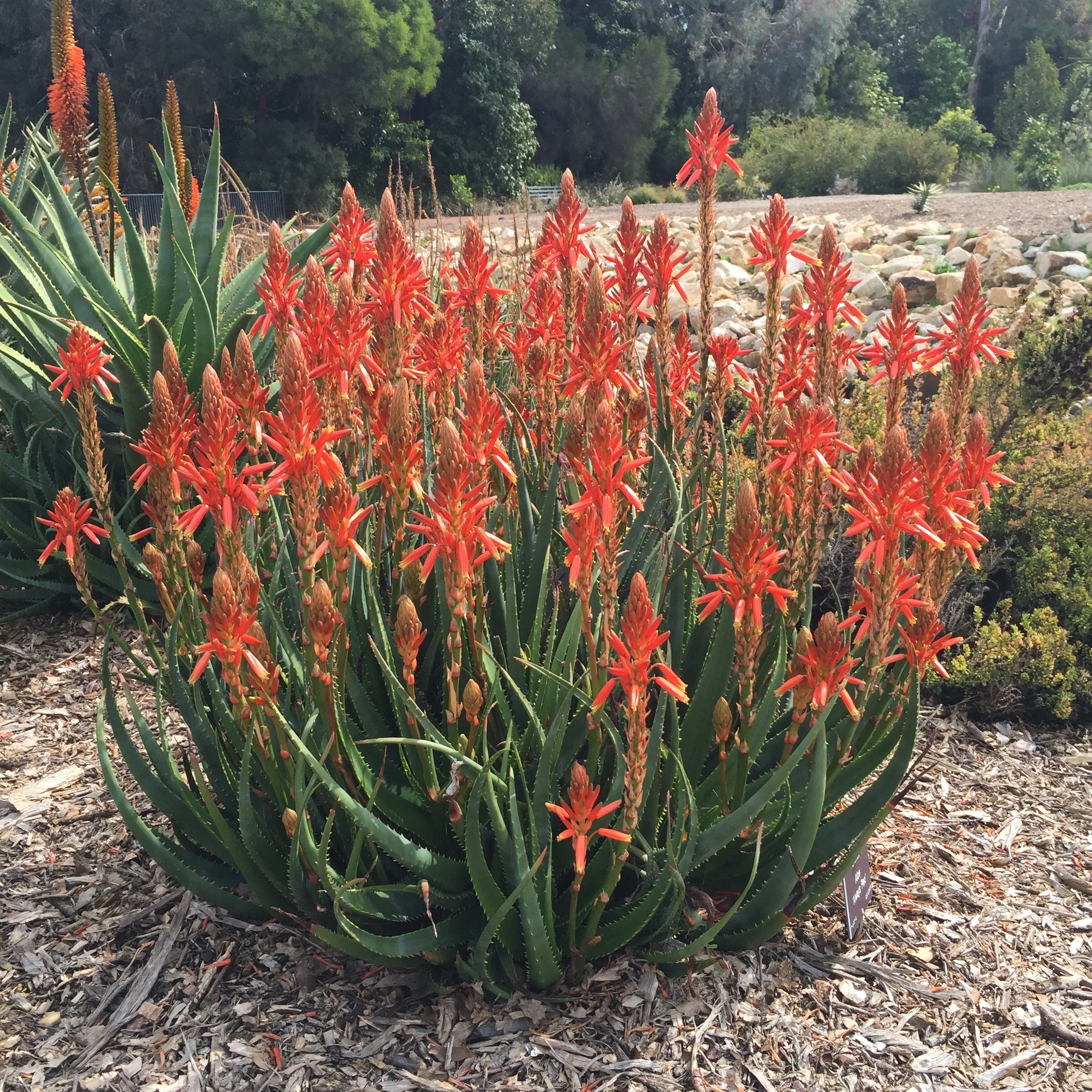 Nursery News : November 2015