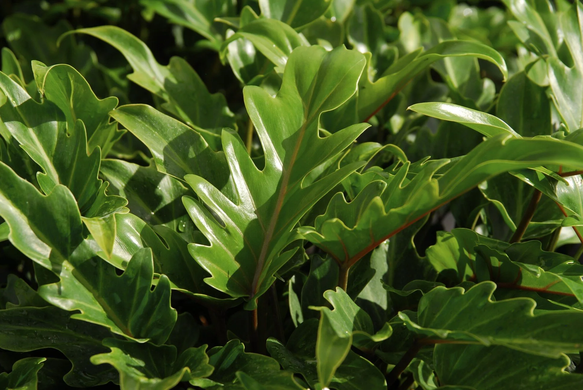 Amazon Plant Growers