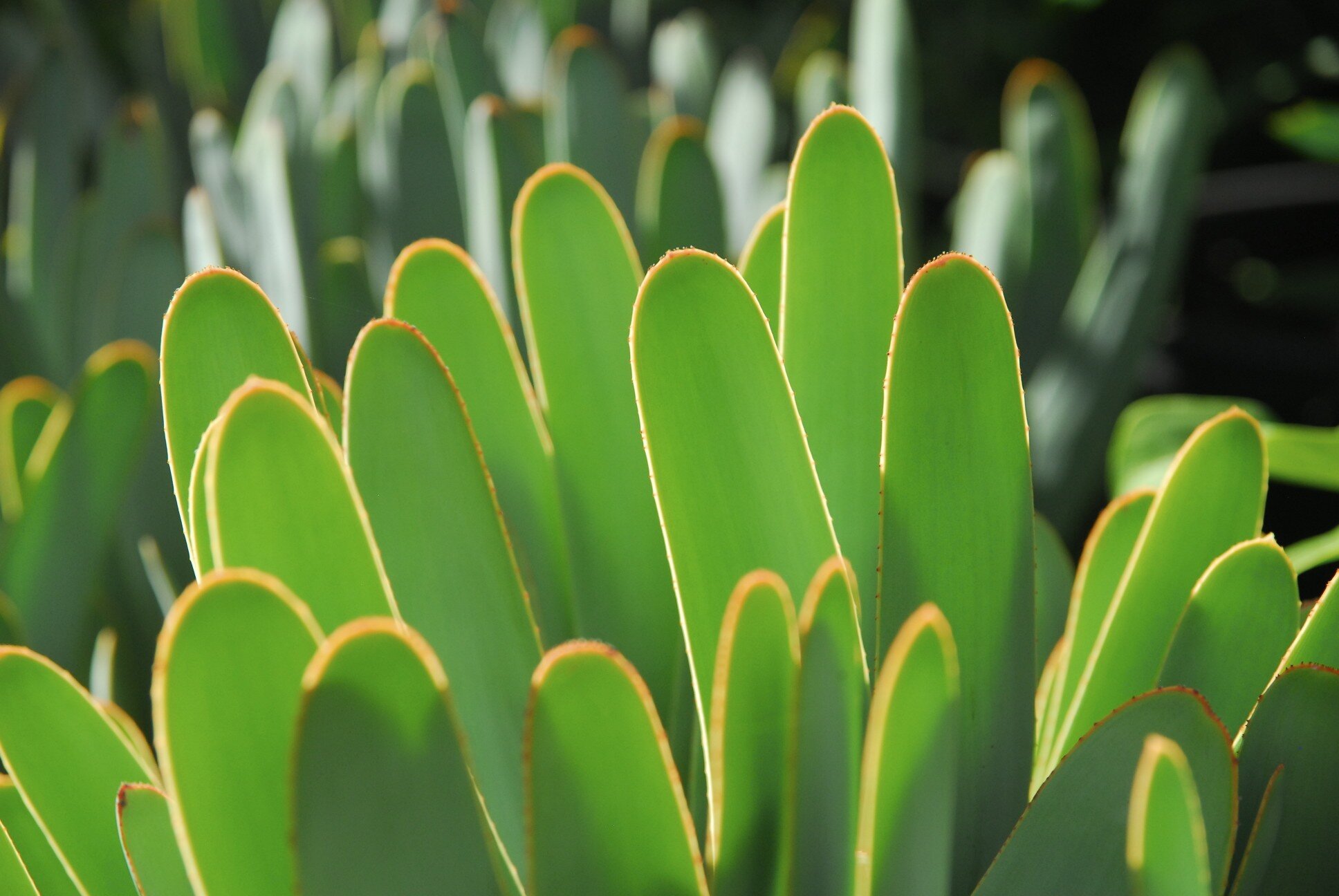 Aloe plicatilis.jpg