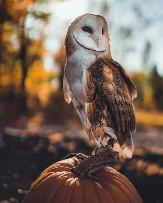Not so spooky post part 2 @petfriend.aminaux .
.
.
.
.
 #animallovers #animalpolis #animalsofinstagram #igscwildlife #animales #exclusive_animals #wildlifephoto #wildlifeaddicts #wildlifephotography #animalworld #awesomeglobe #animalofinstagram #anim