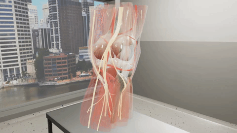 Lymphatic, veinous and nervous systems can be animated in chorus with user interaction and voice over.