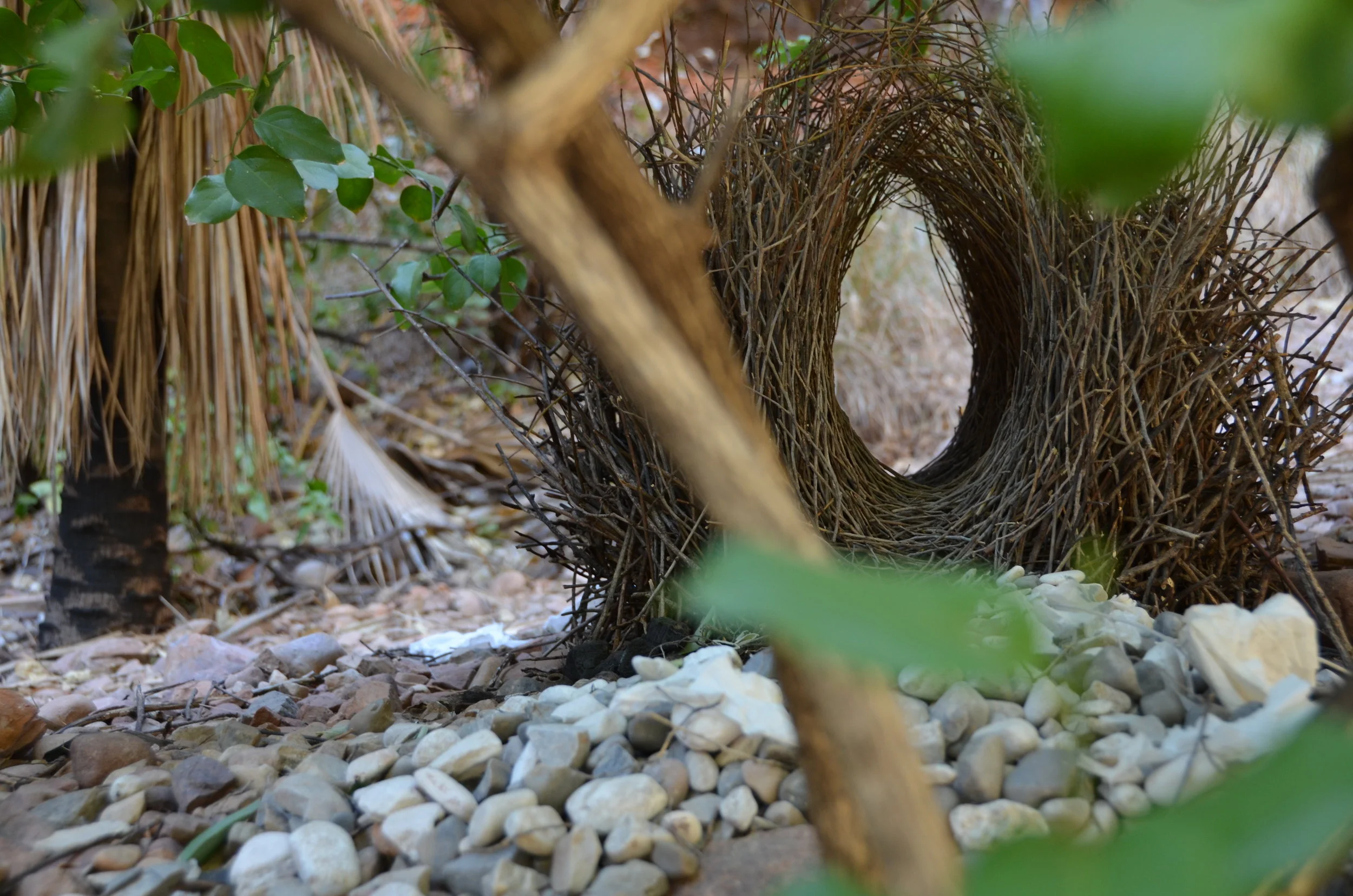 bower bird home.JPG